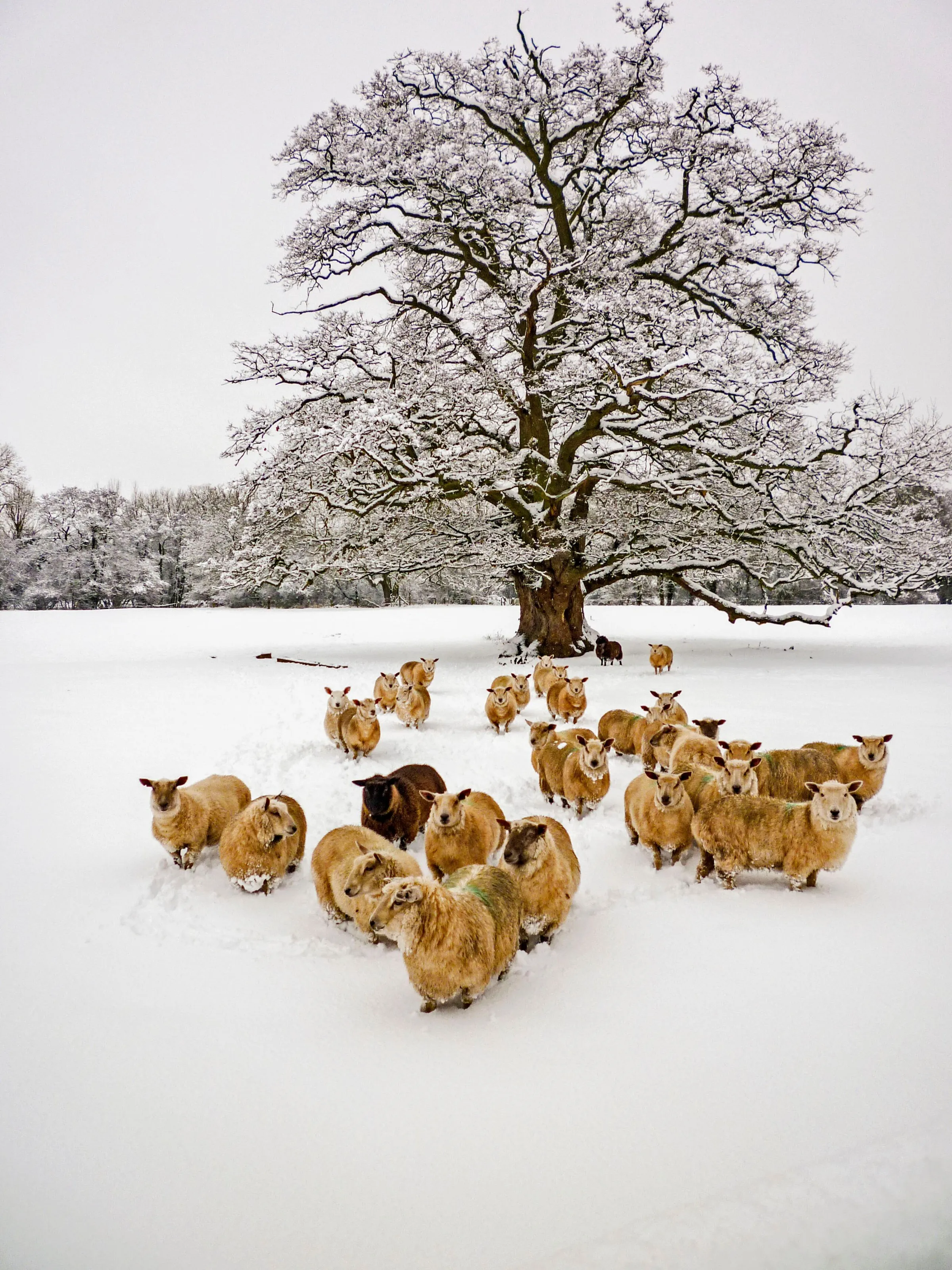 Waiting to be fed