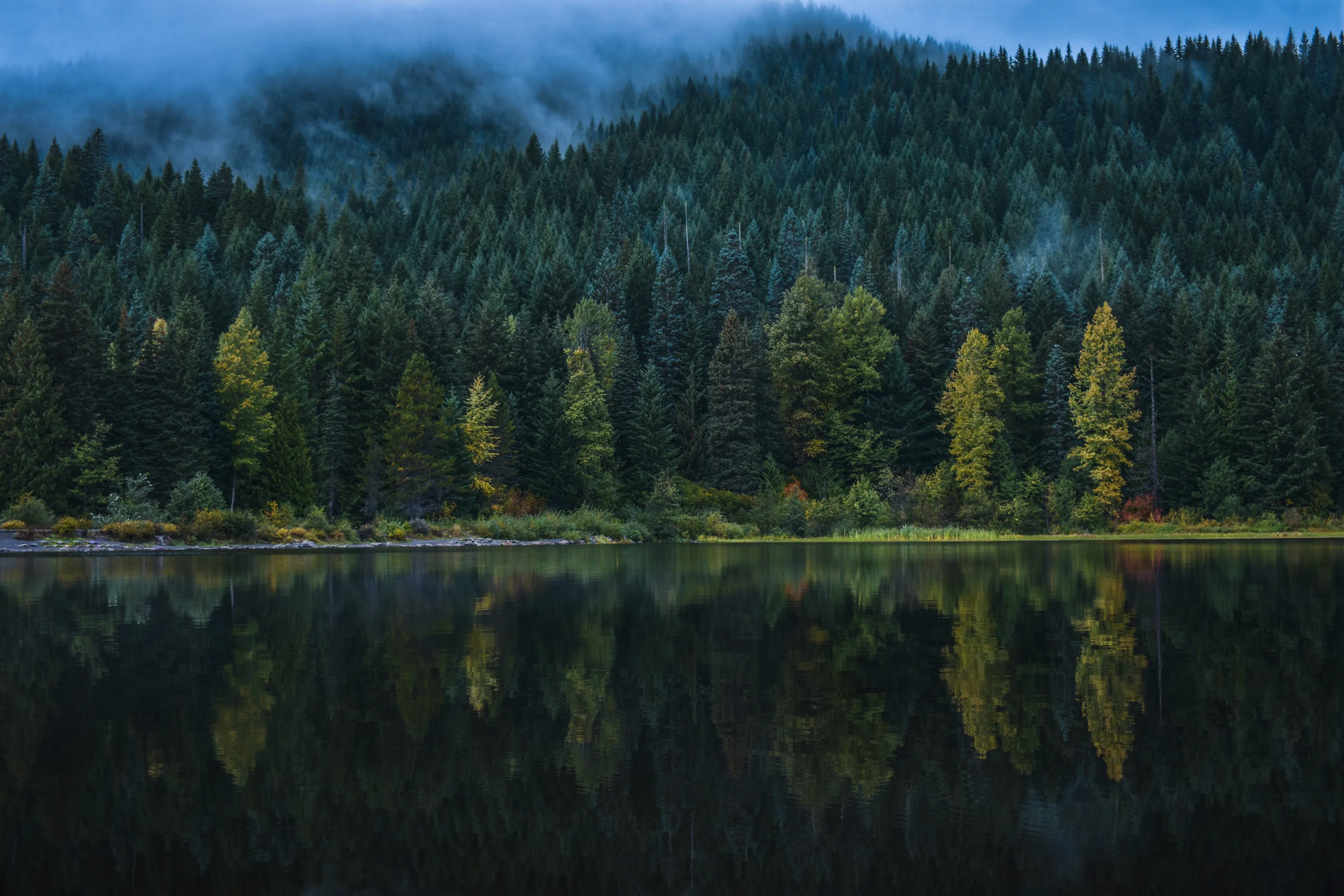 Dark Forest