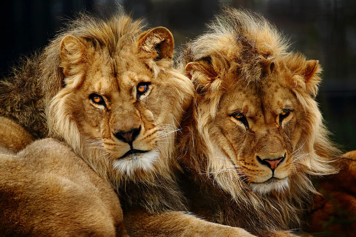 Entry 8227433