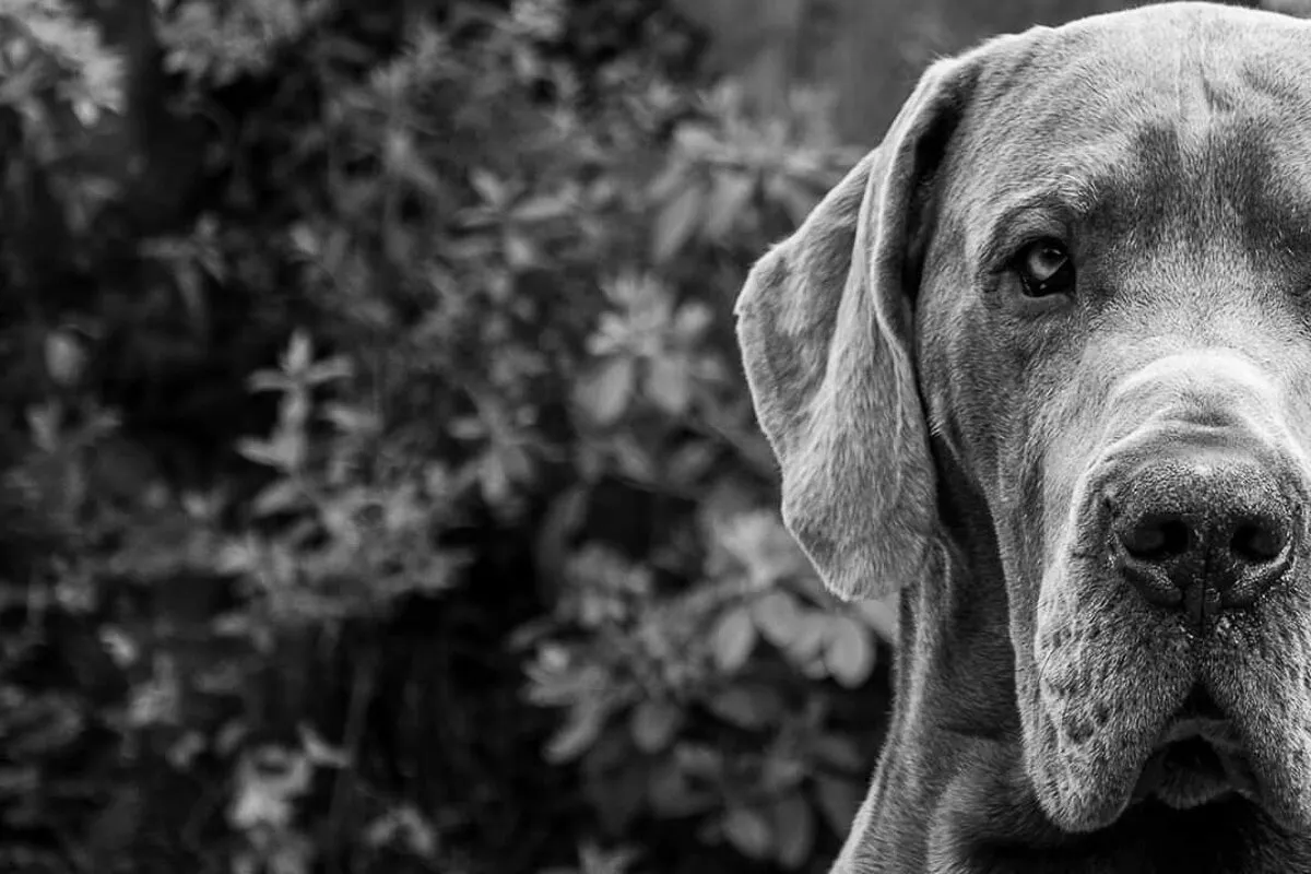 Great Dane Thor