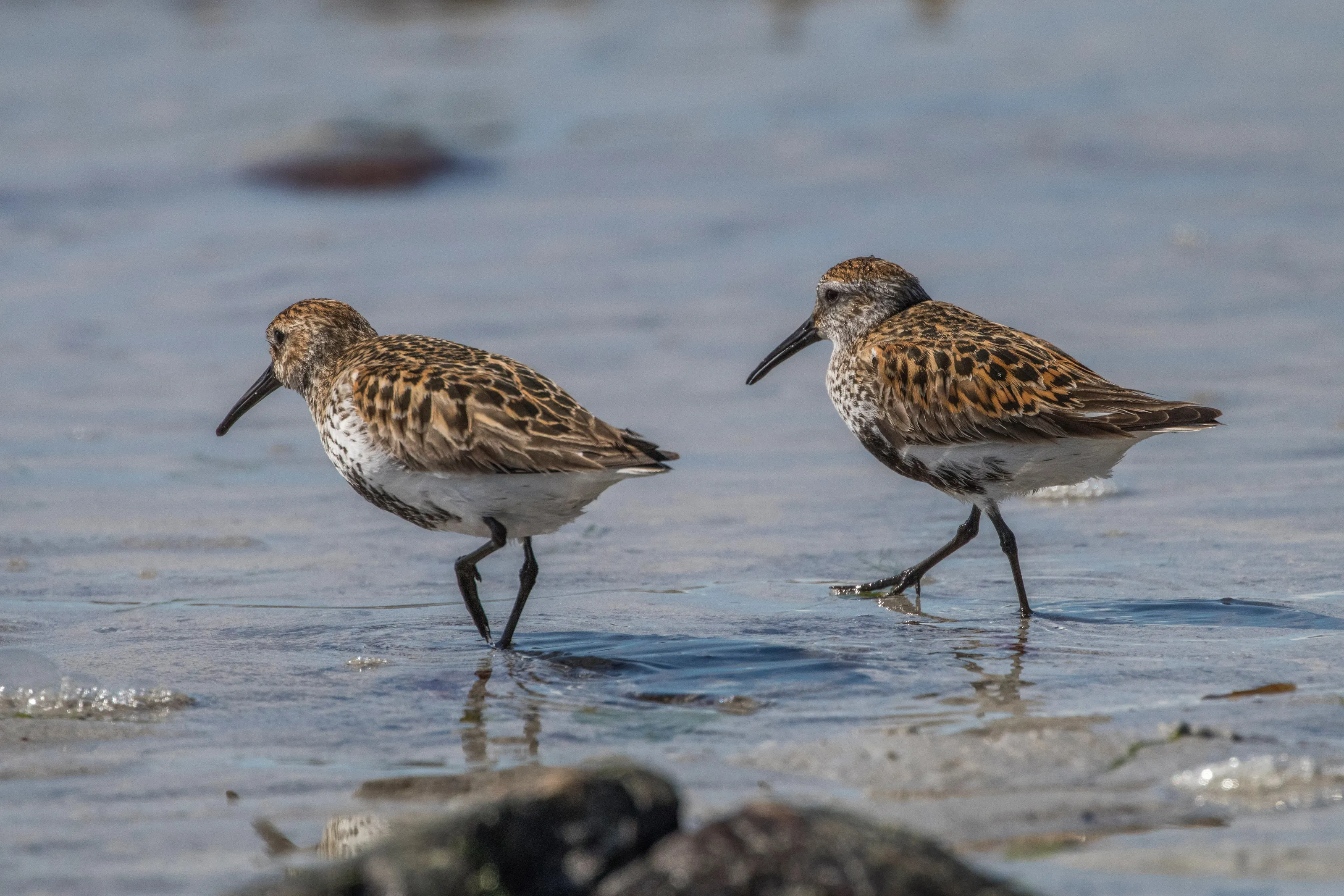 Dunlins on Iona