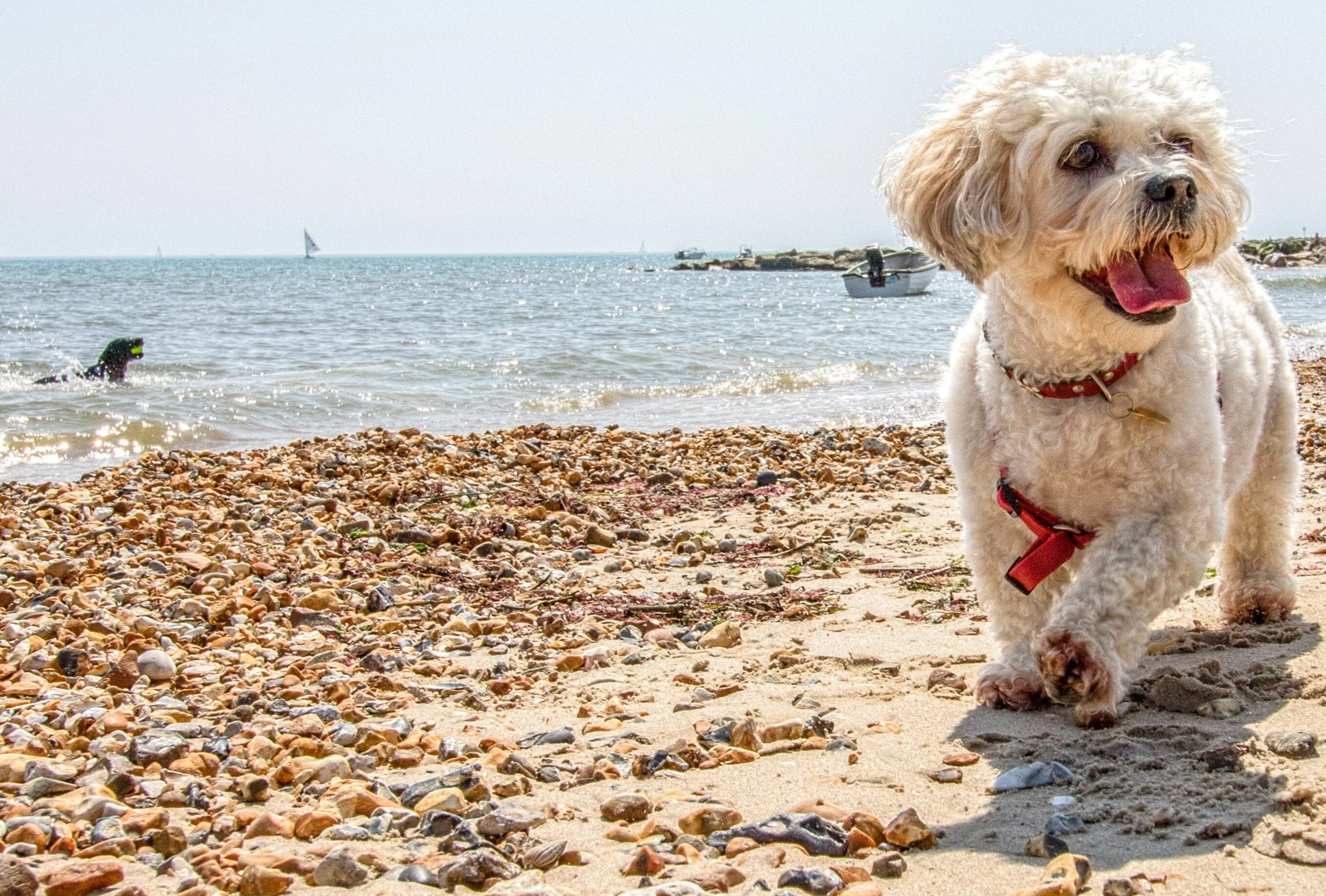 Dog on the Beach