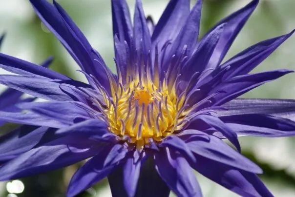 Vibrant Water Lily