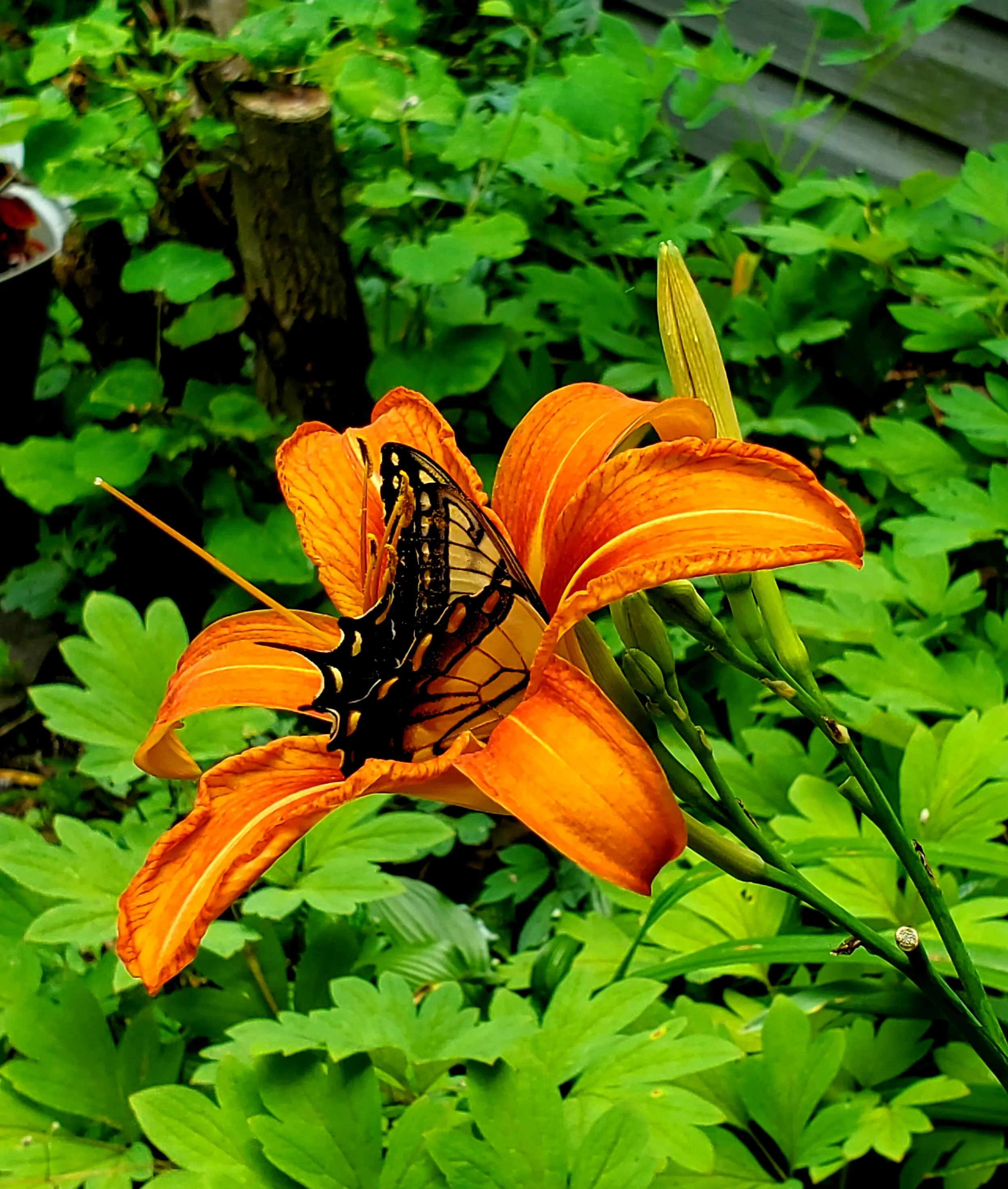 Eastern Tiger Swallowtail on a Daylily