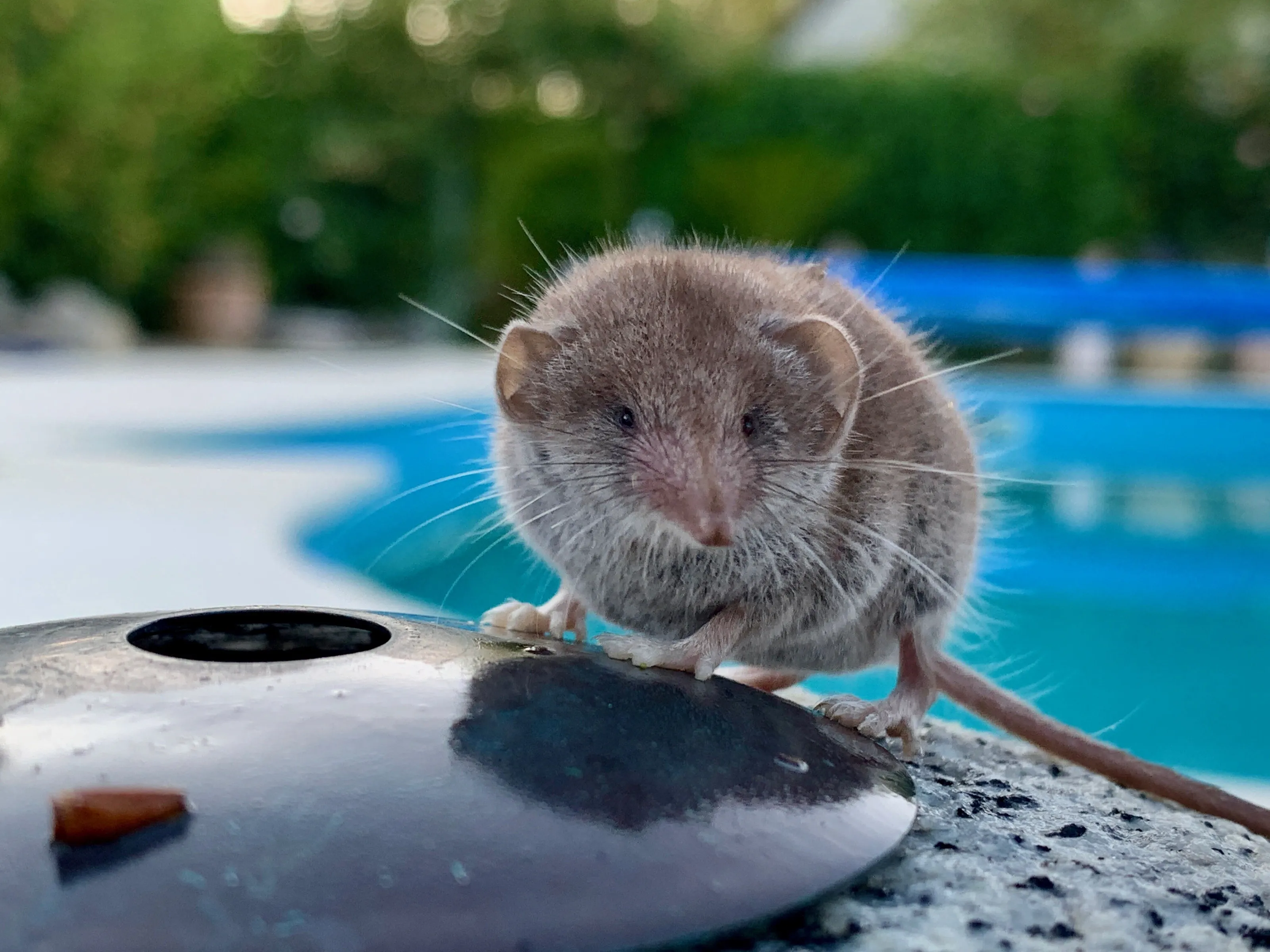 Little Shrew