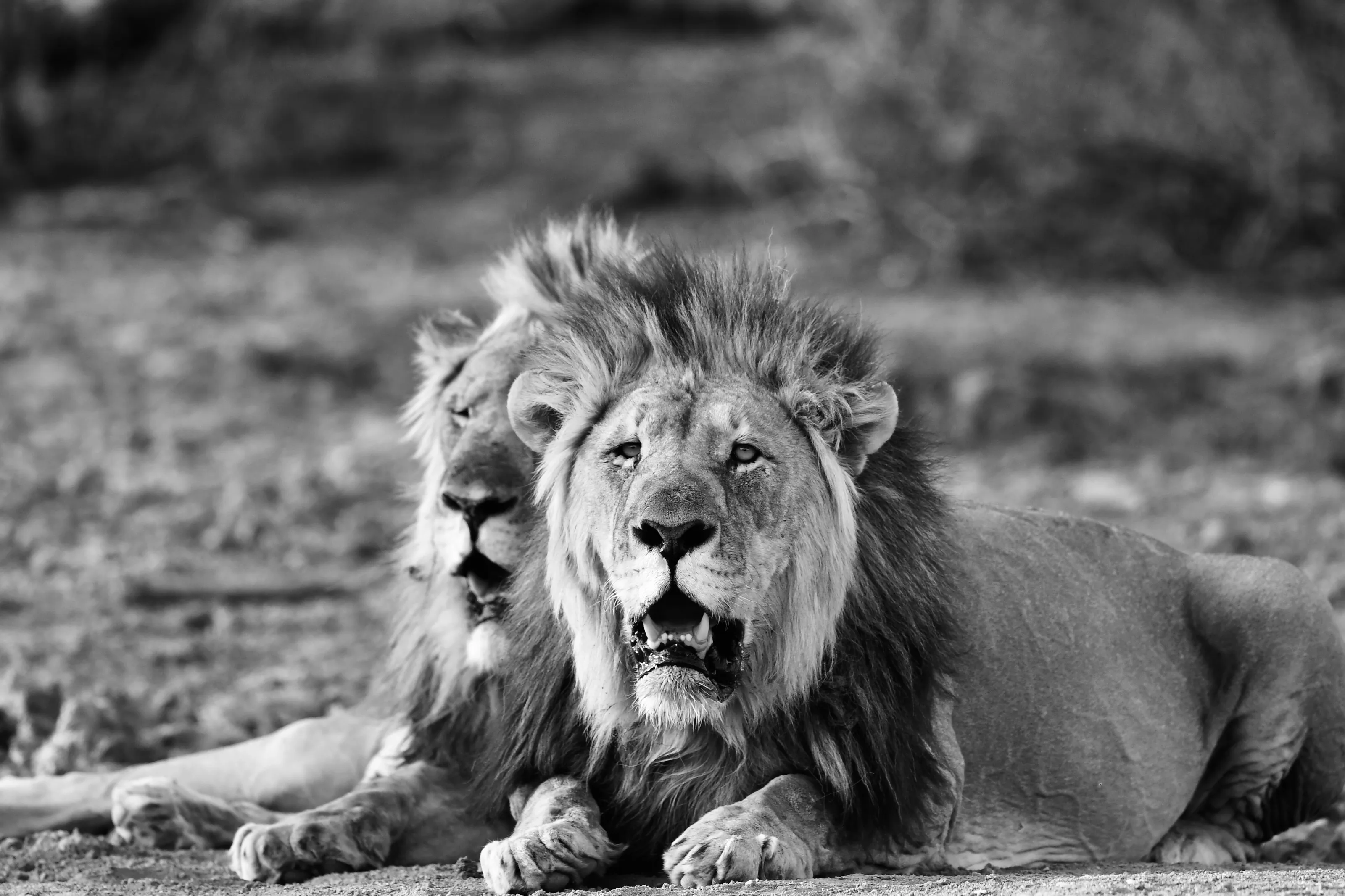 Lion brothers