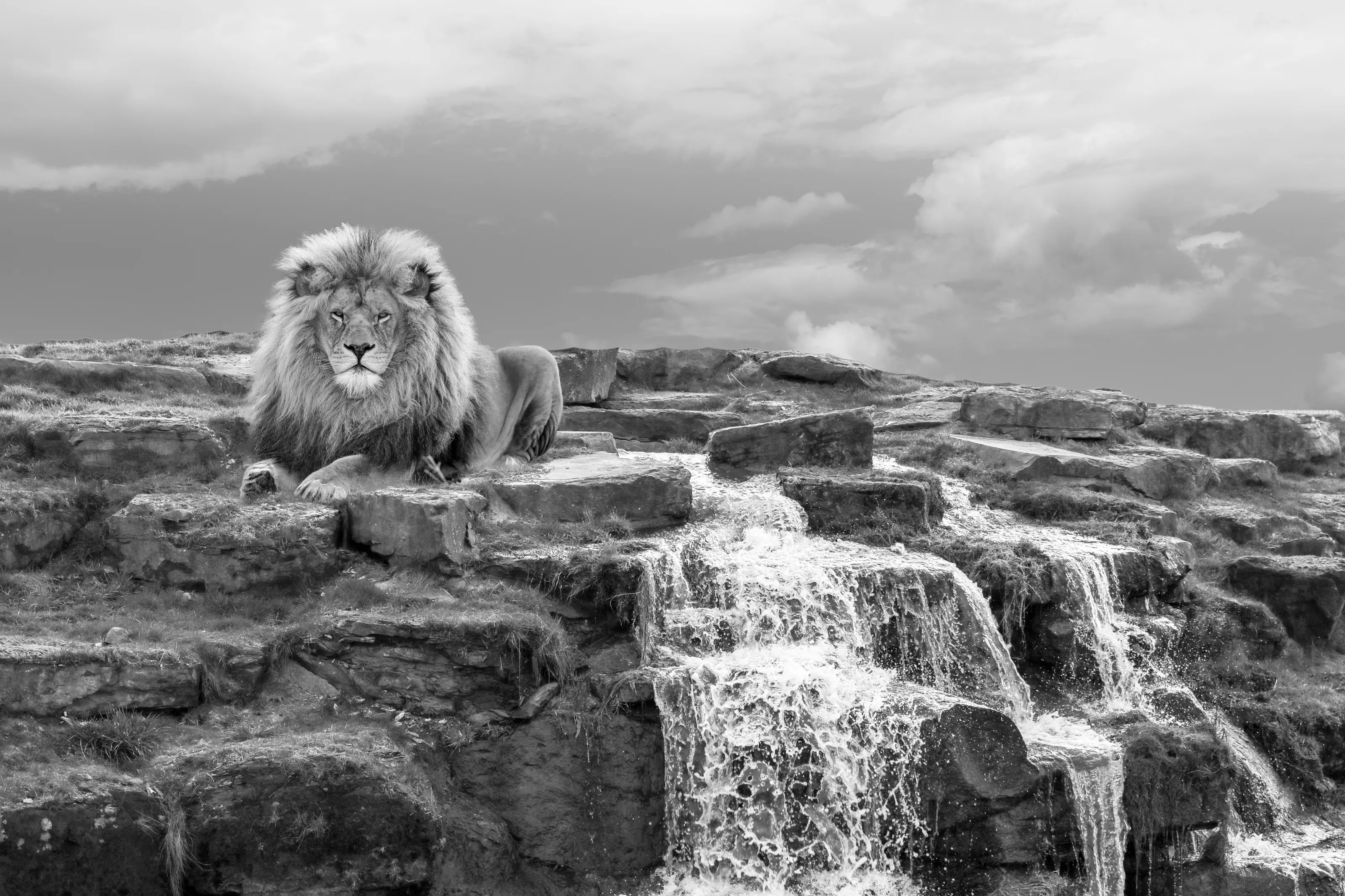 Lion By The Waterfall
