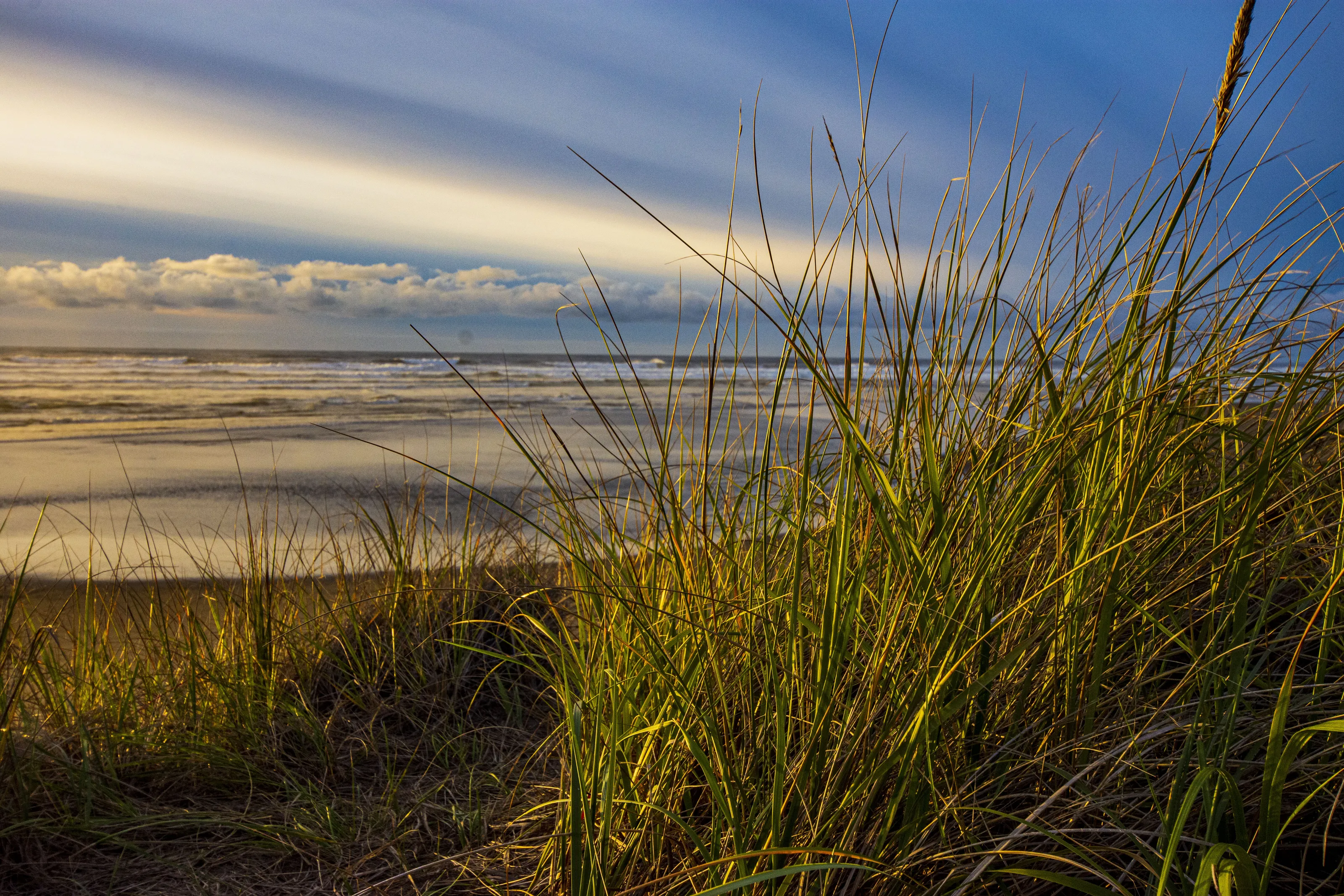Beach Grass