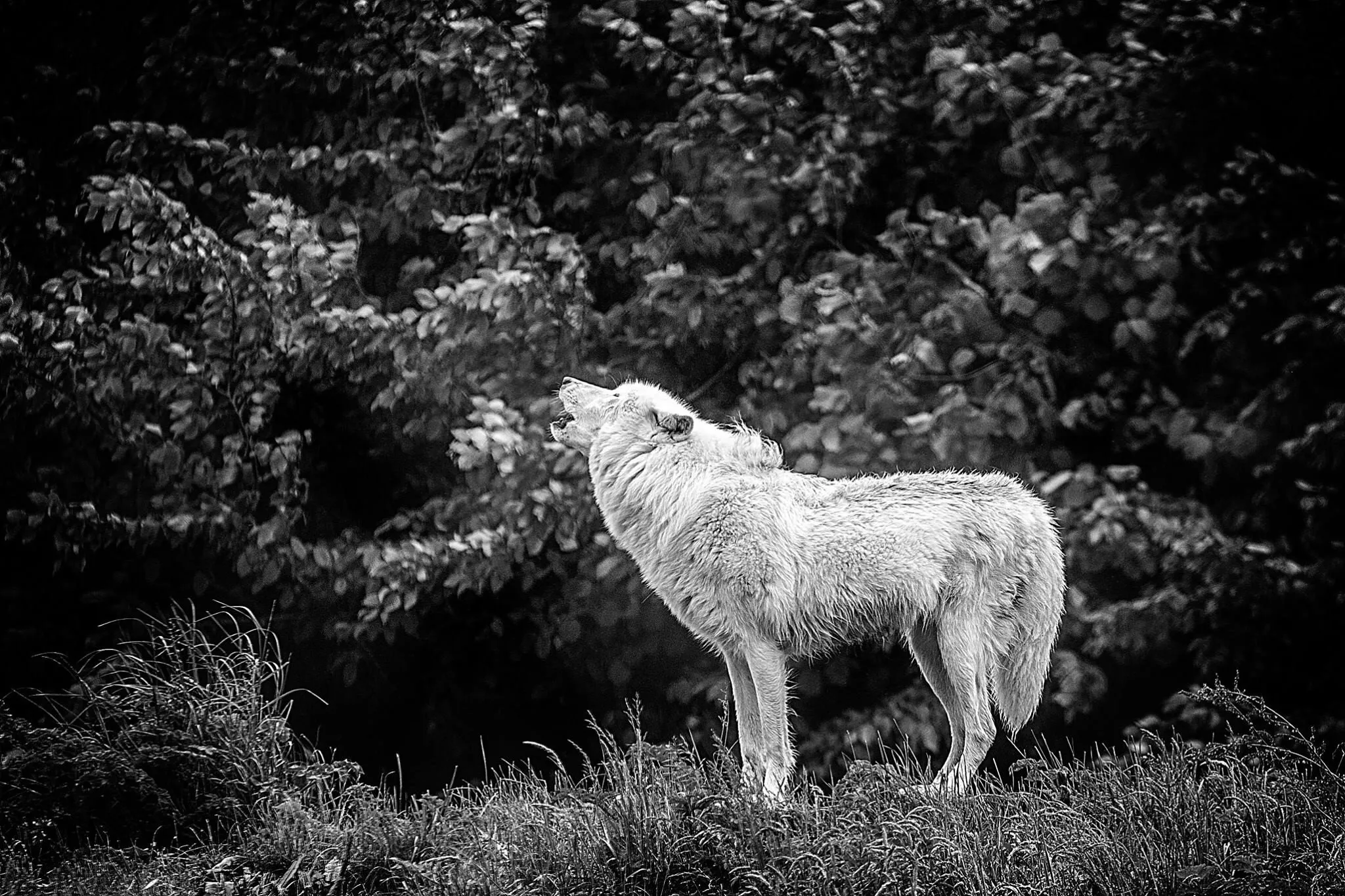 Howling Wolf