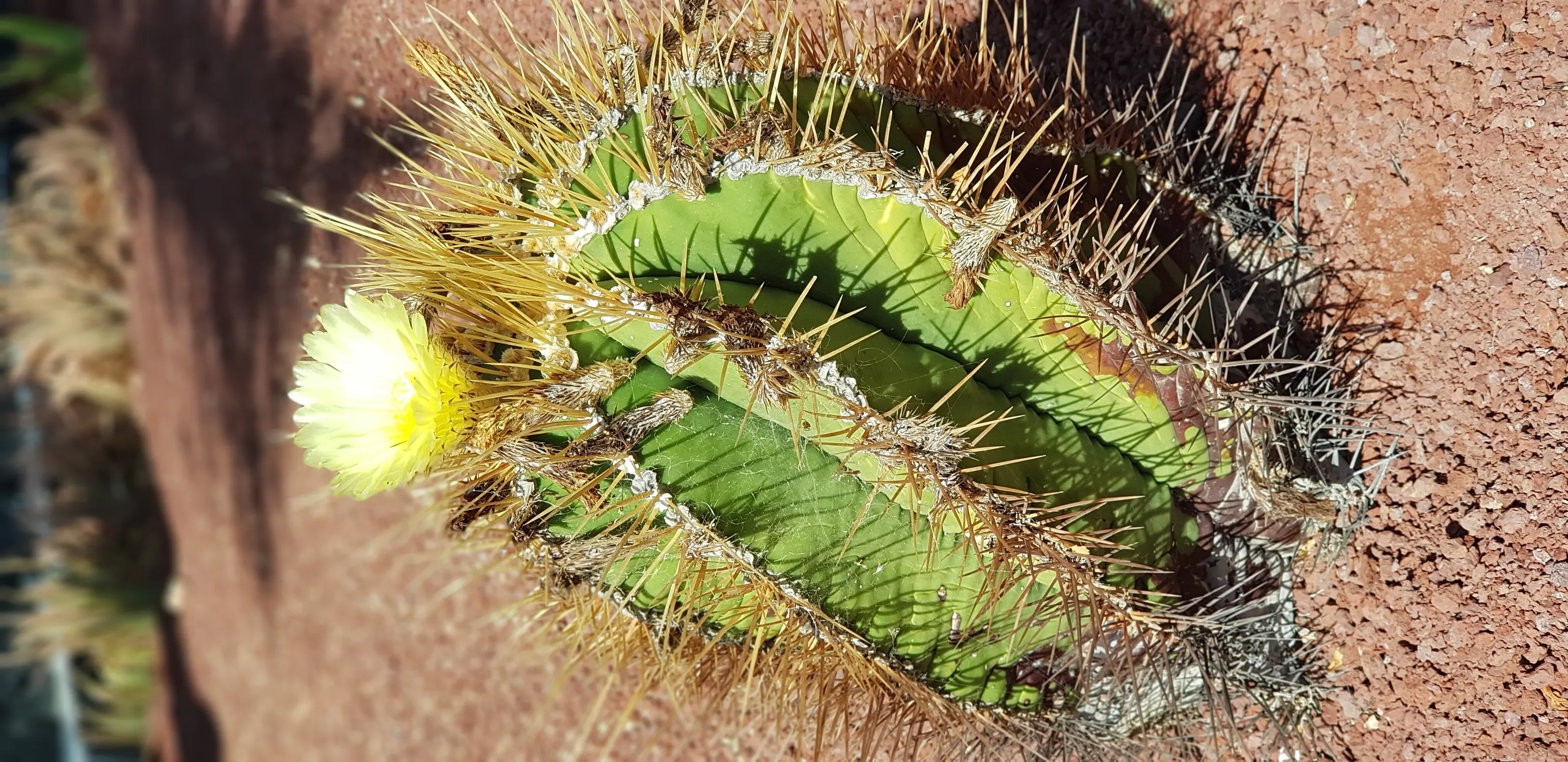 Cactus Flower