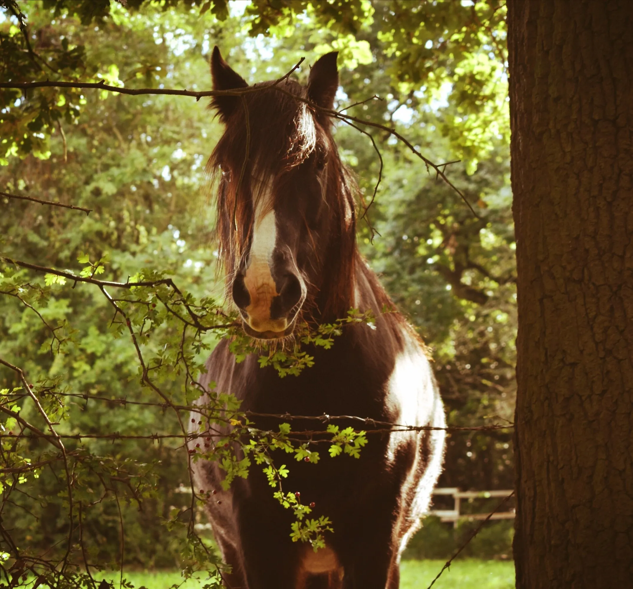 Peeping equine.