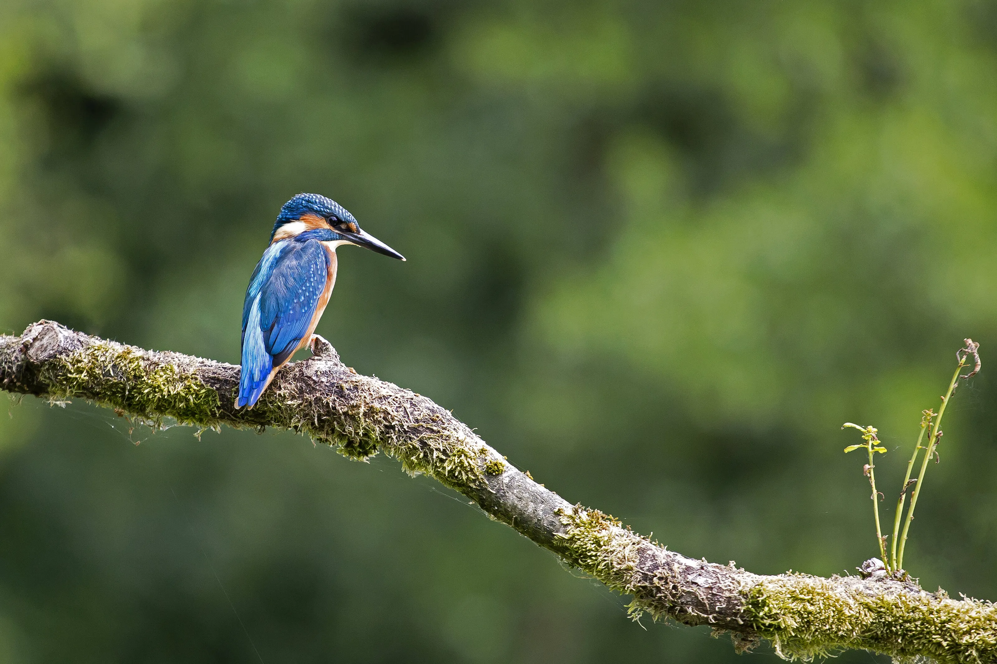 Kingfisher