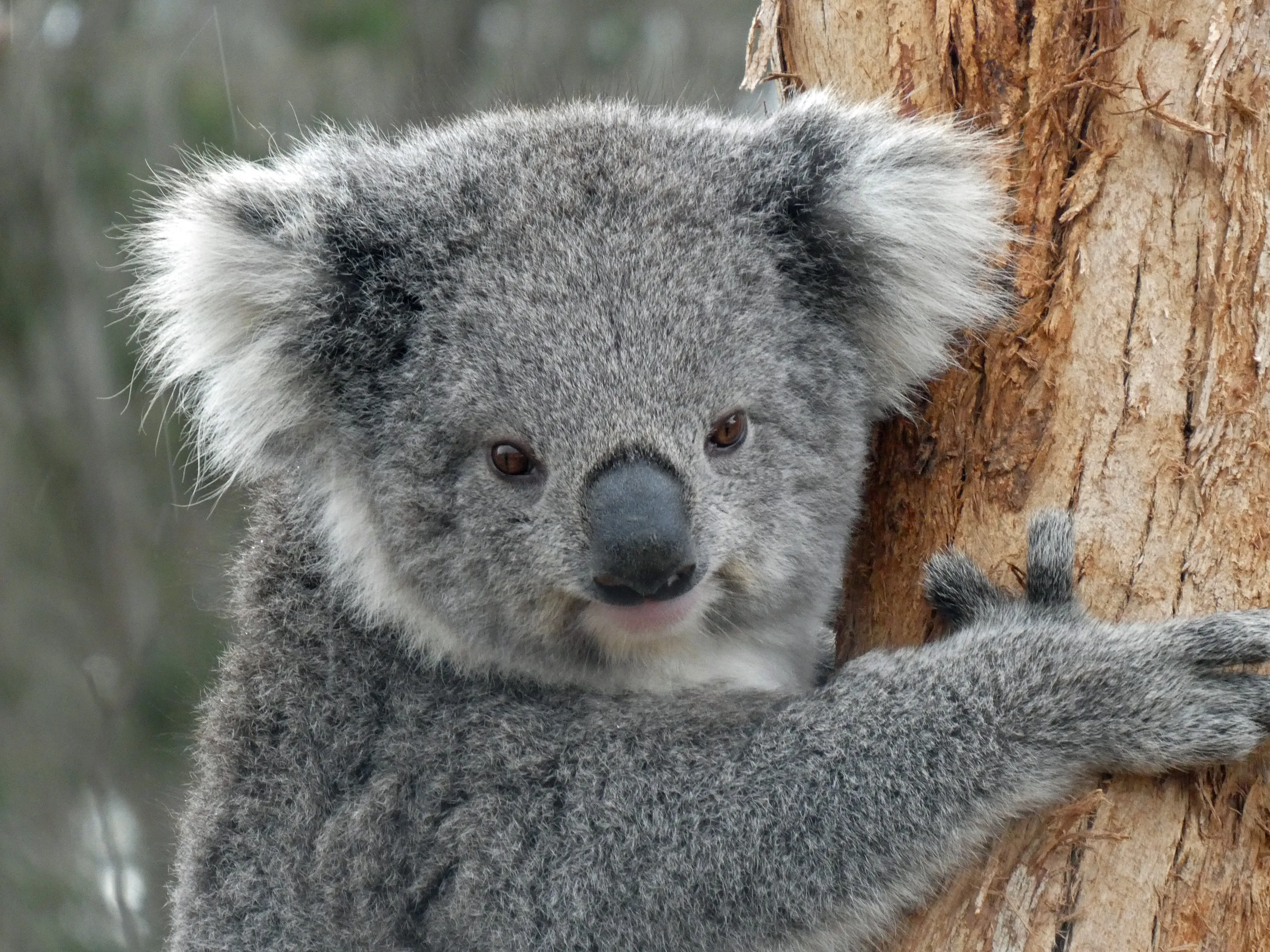 Koala