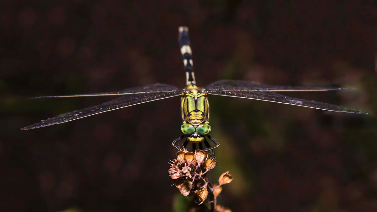 Green marsh hawk