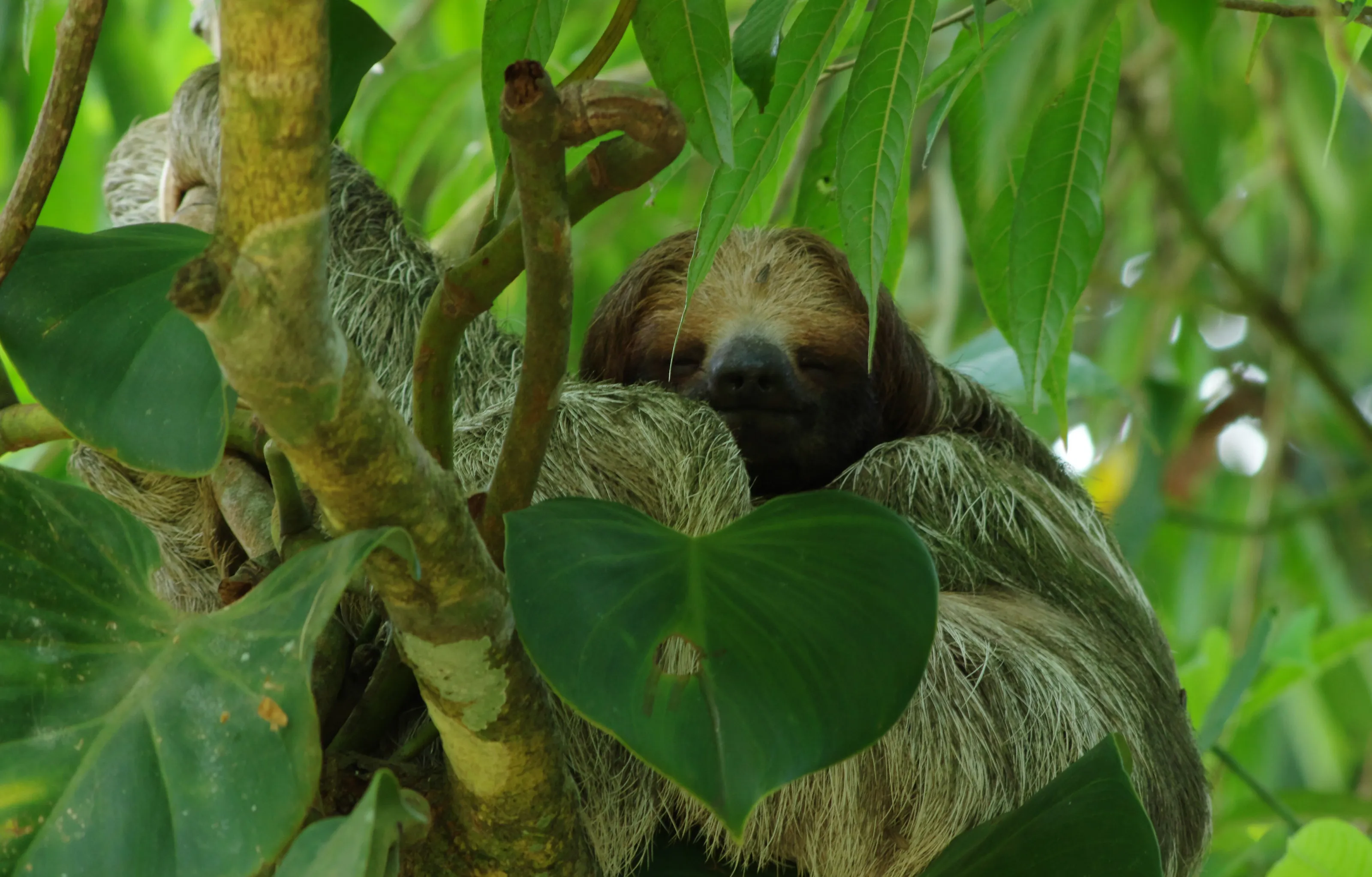 Mama Sloth