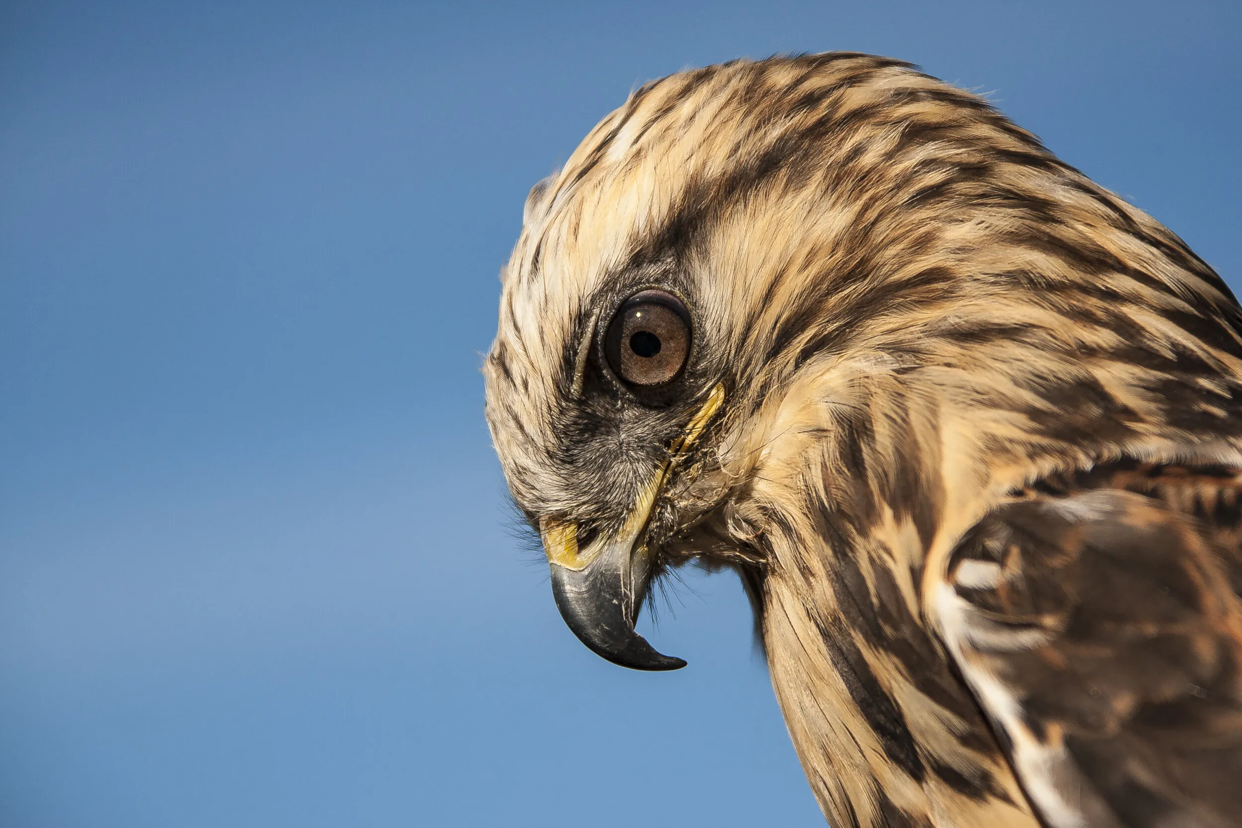 Eye On The Prize