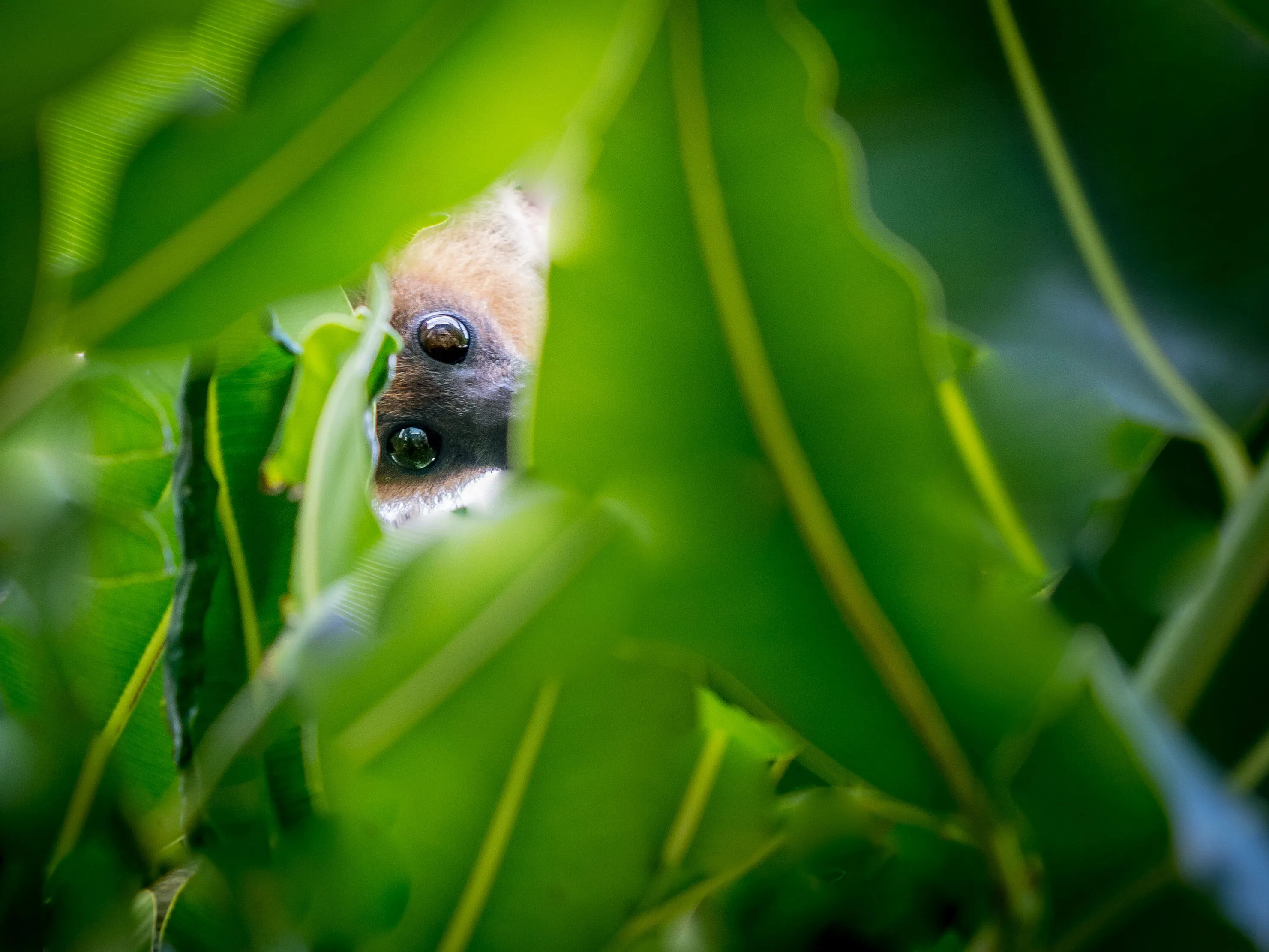 Eyes on You