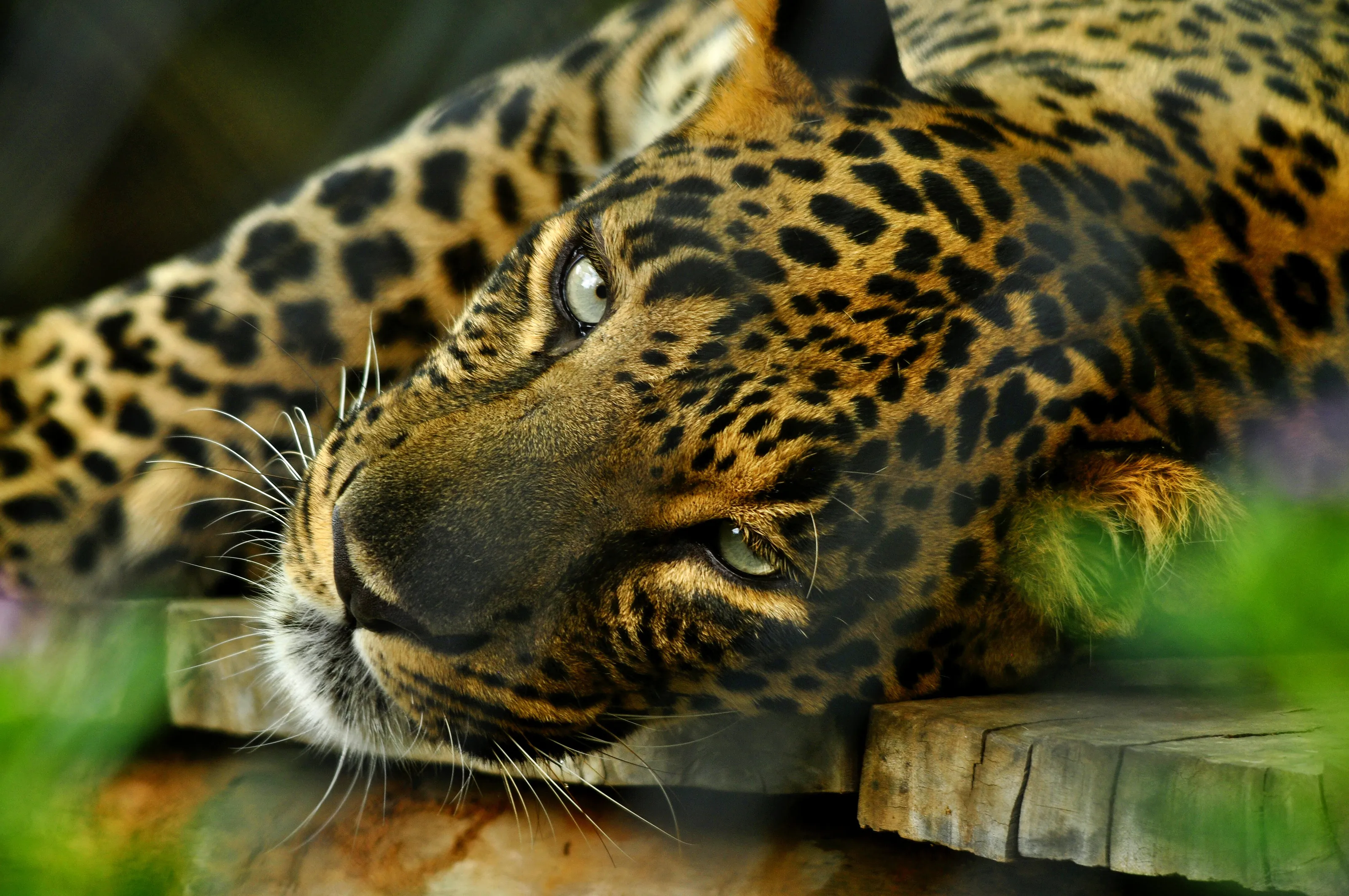 ASIATIC LEOPARD.