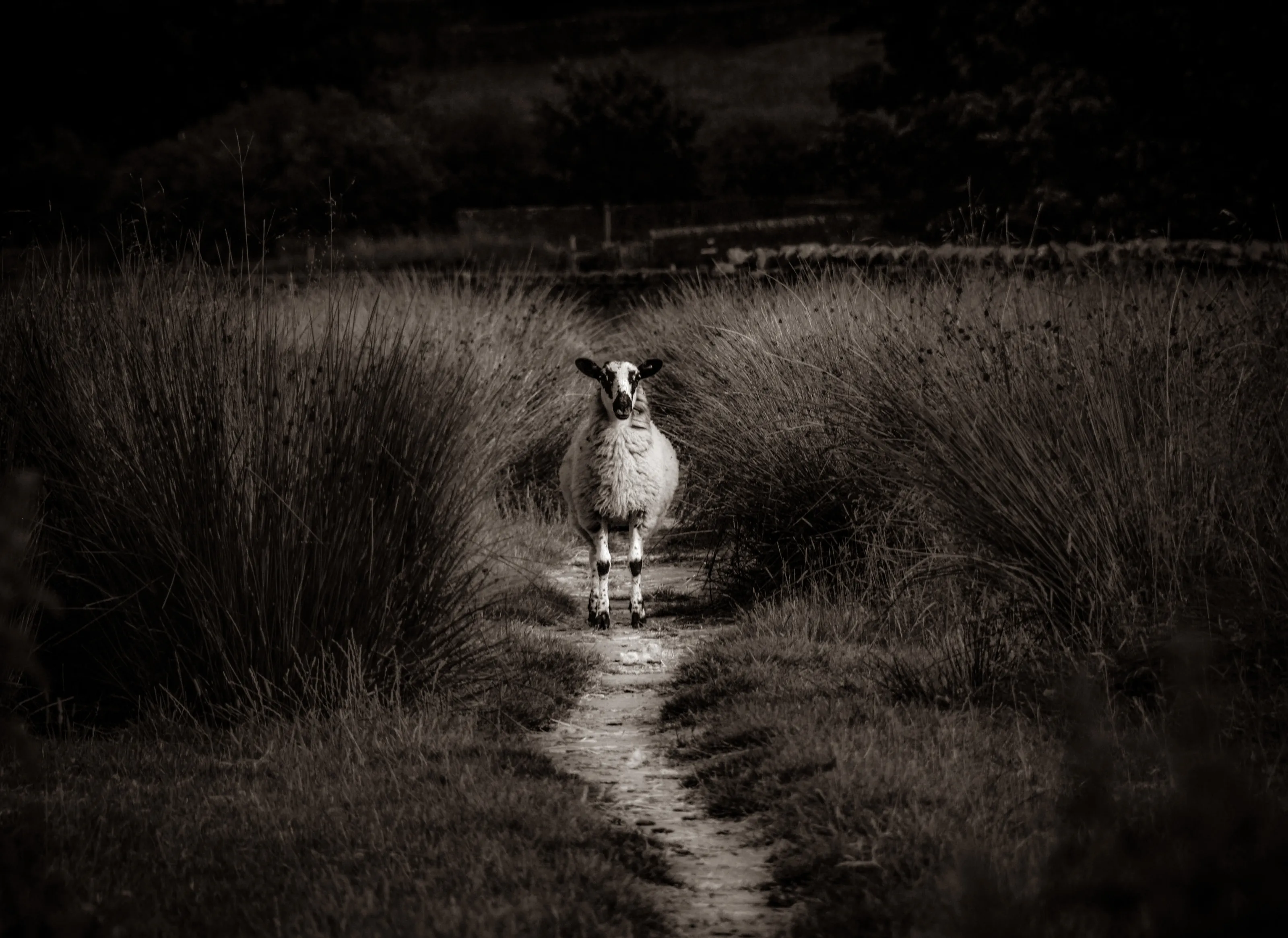 Yorkshire standoff
