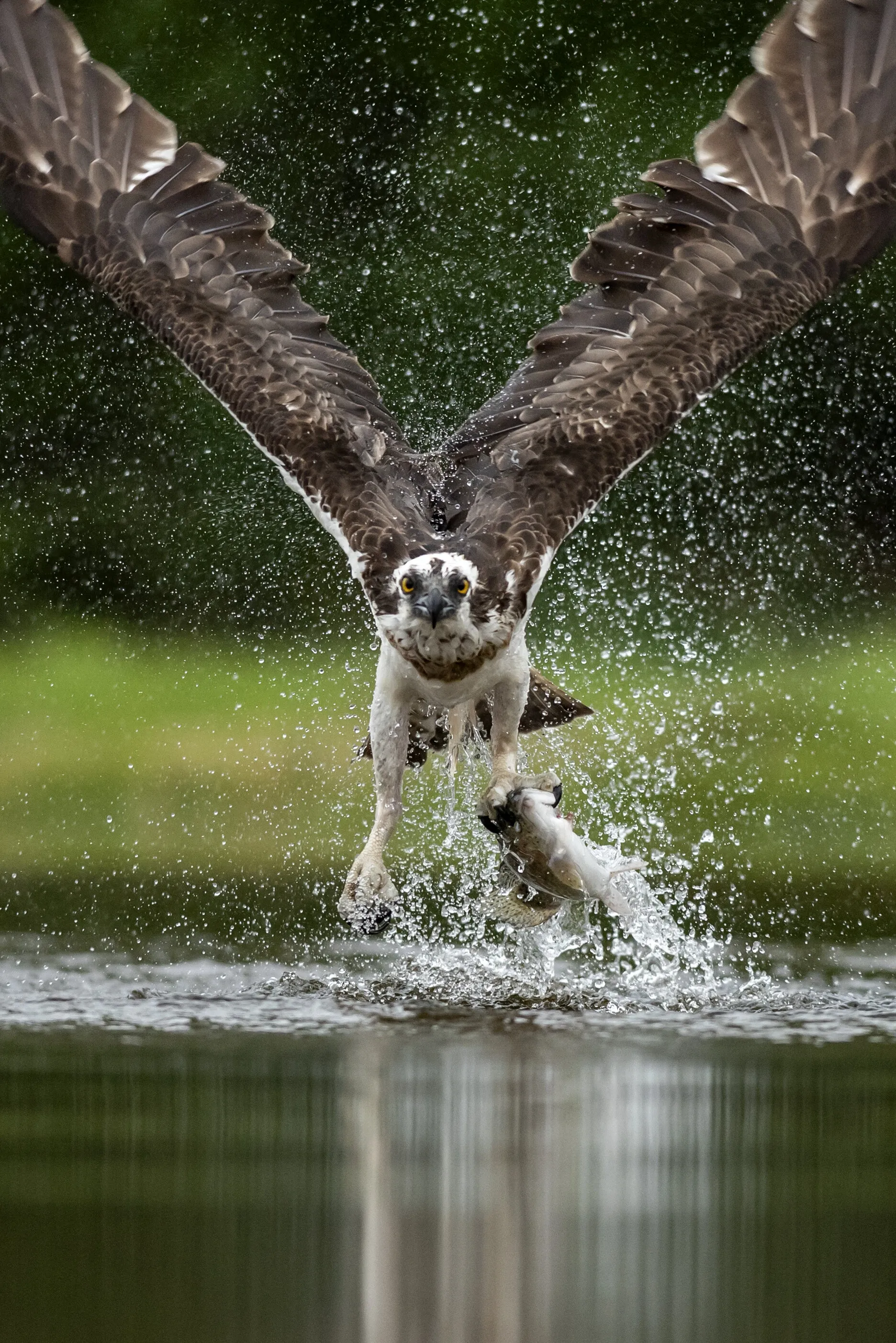 Osprey with Rainbow Trout