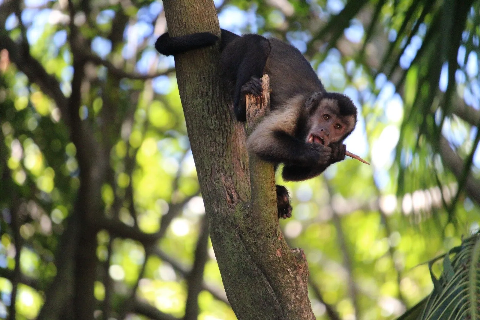 Monkey in french Guiana