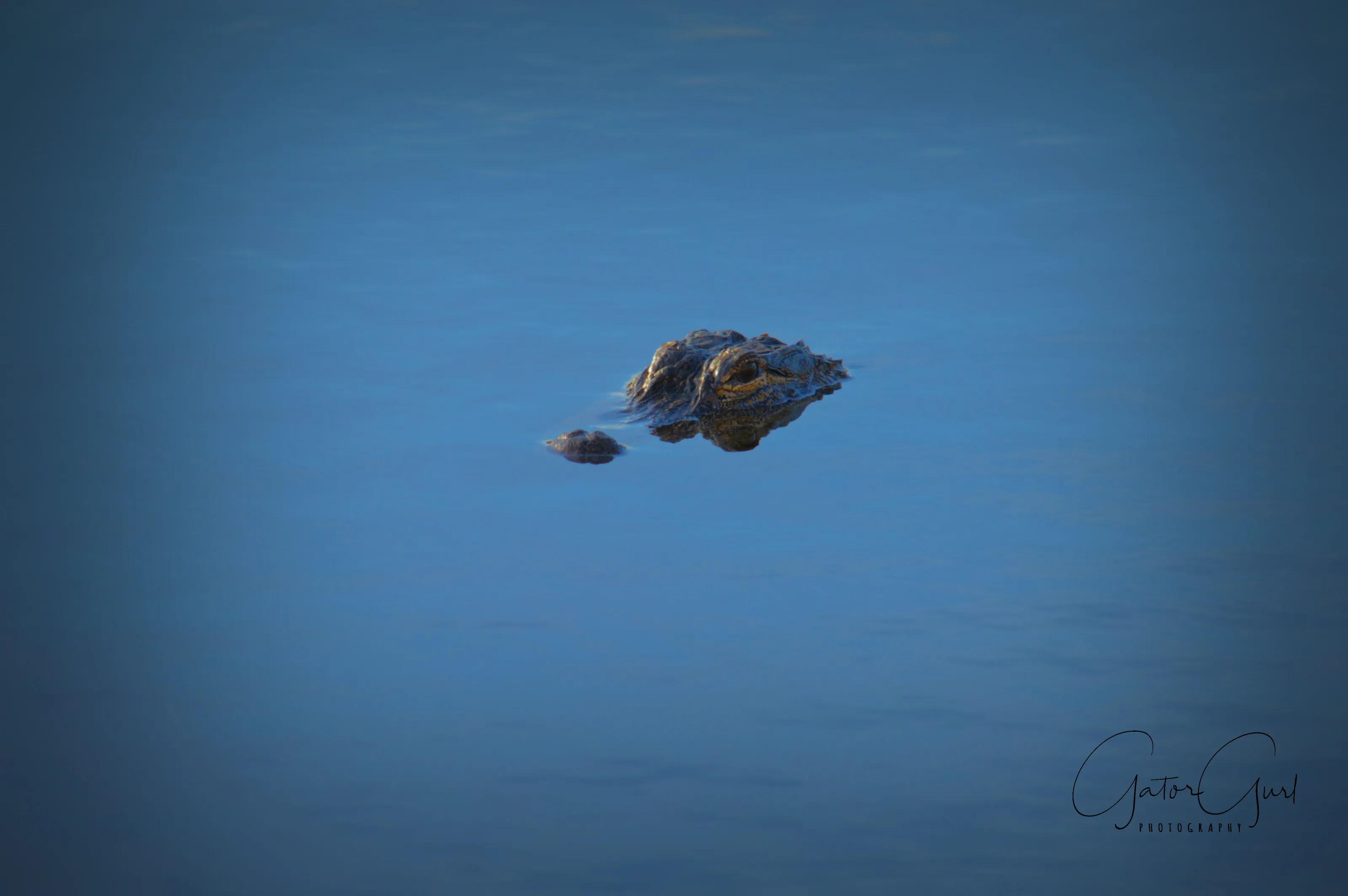 Gator in the Glades