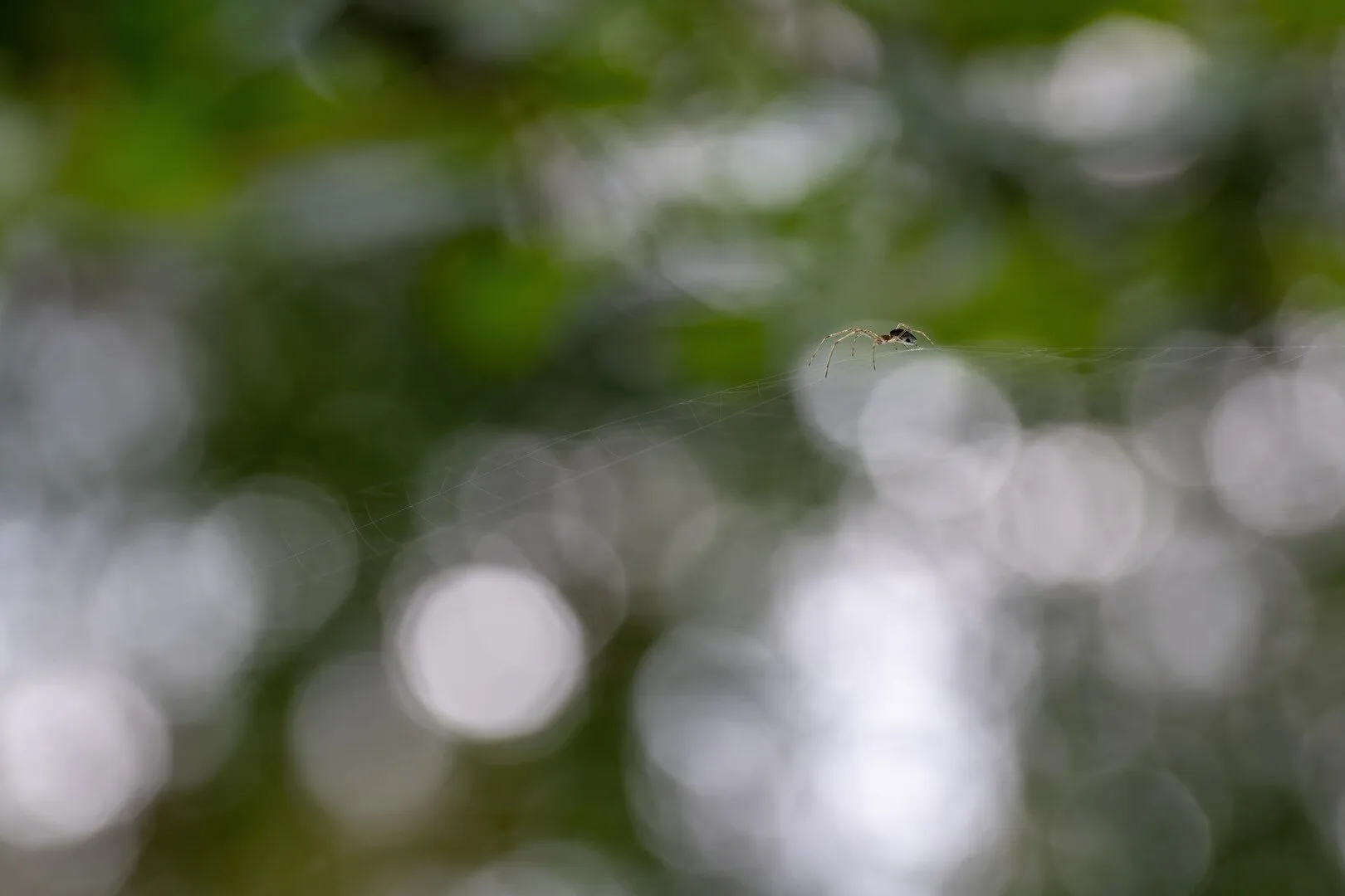 Small Spider III