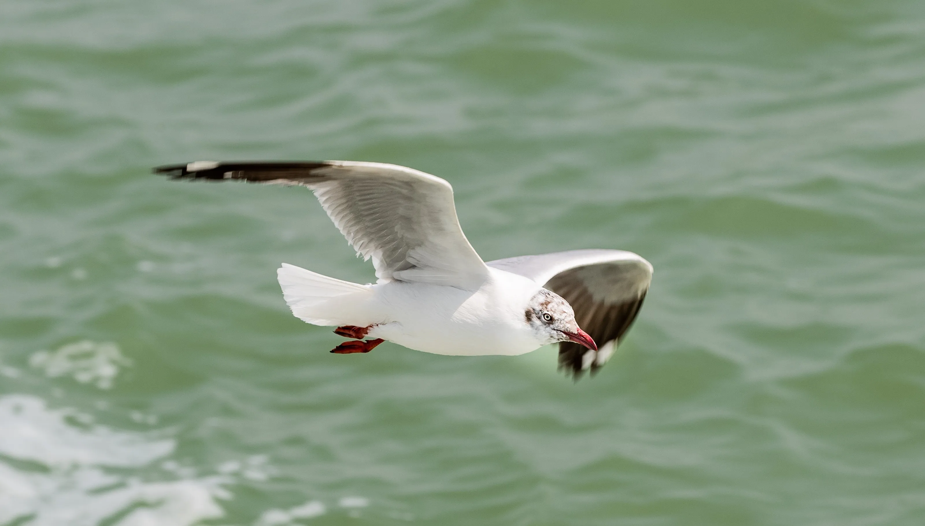 black head seagull