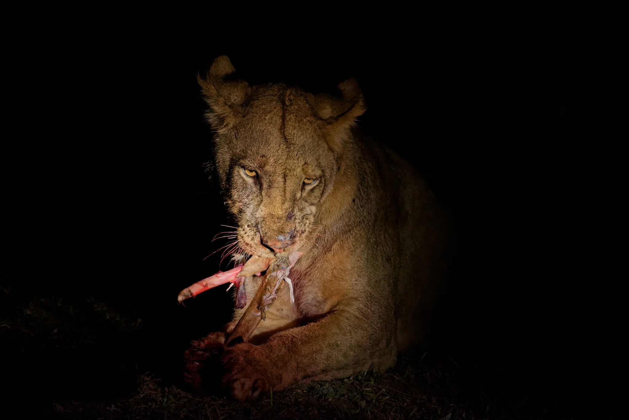 Impala leg for supper