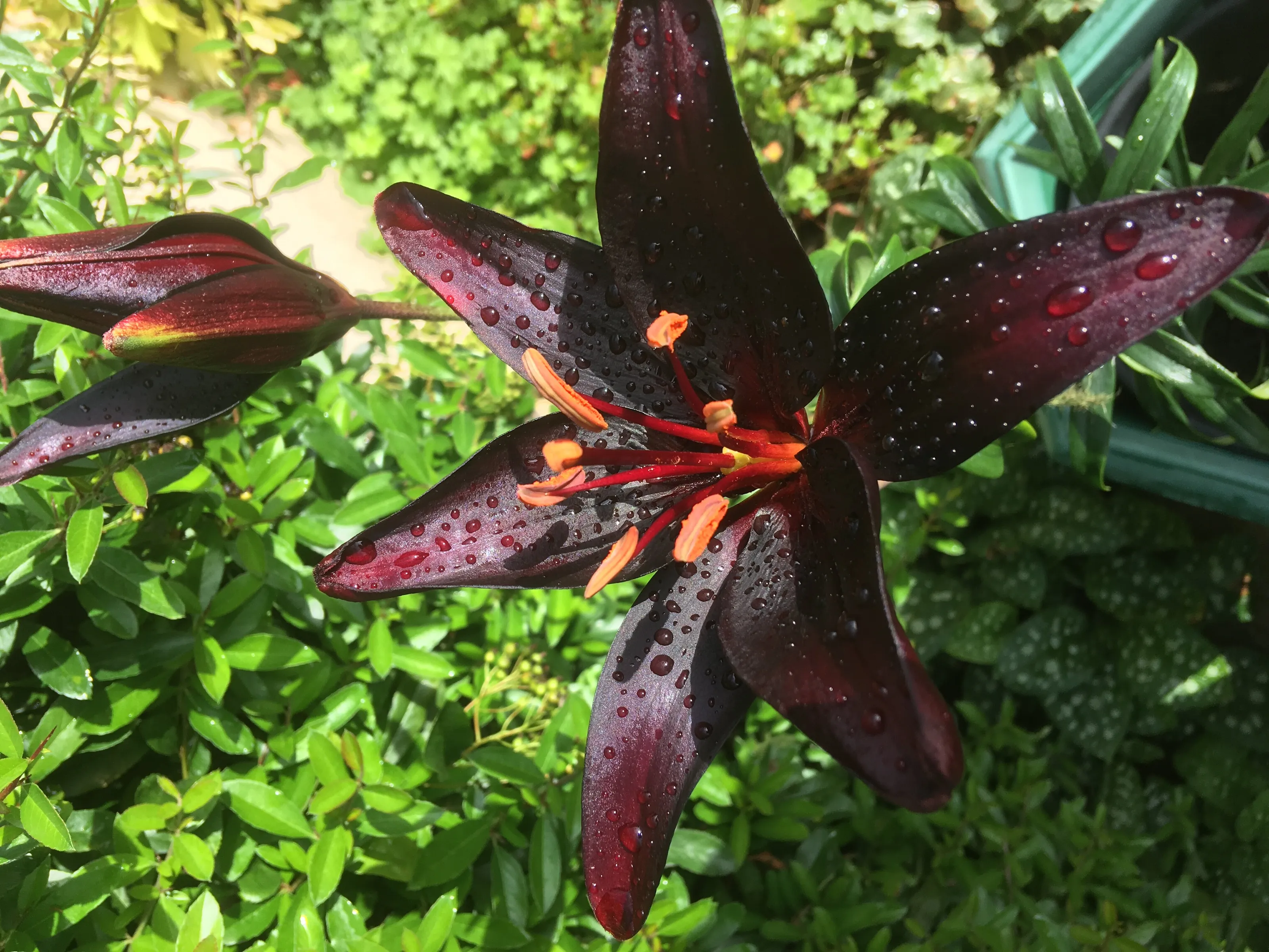Black lily