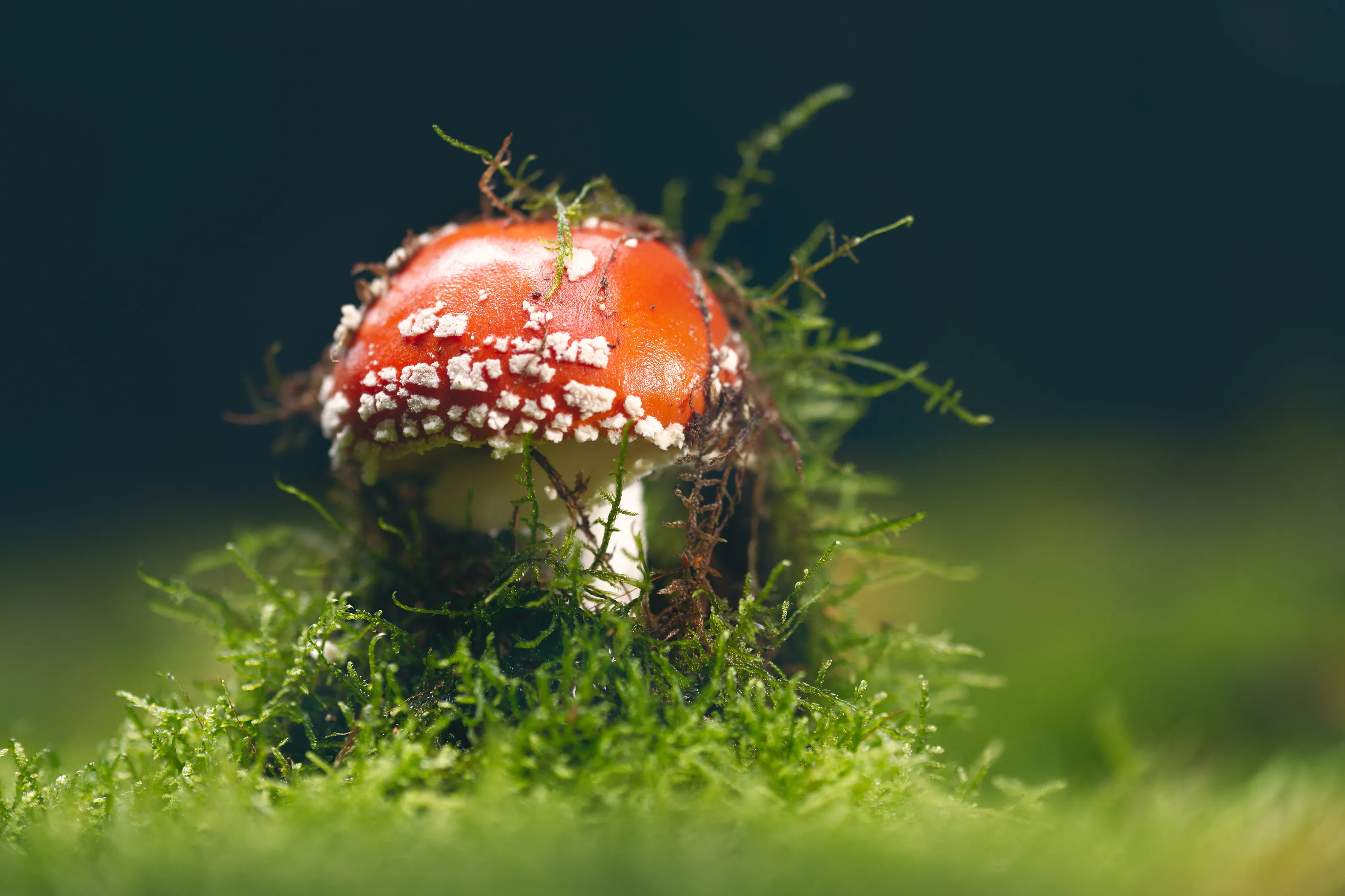 Amanita Muscaria