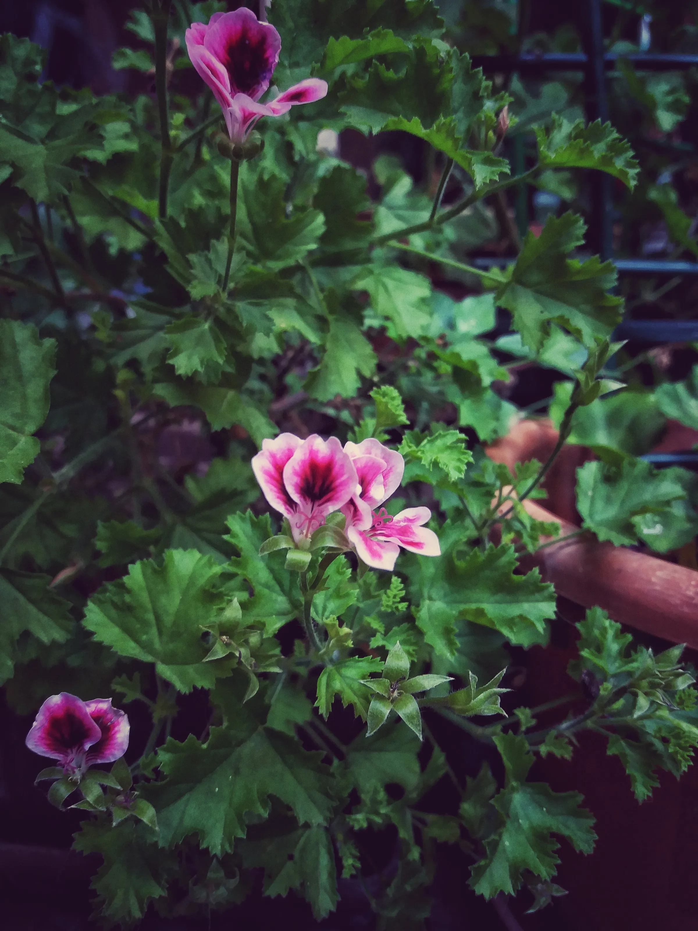 The Flower