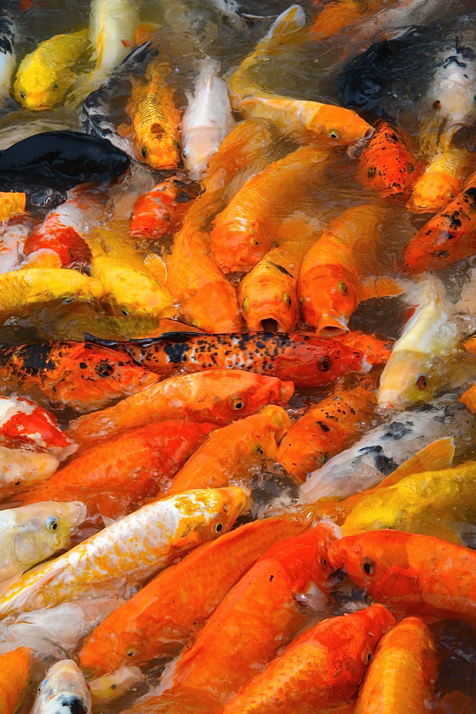 Hungry Koi