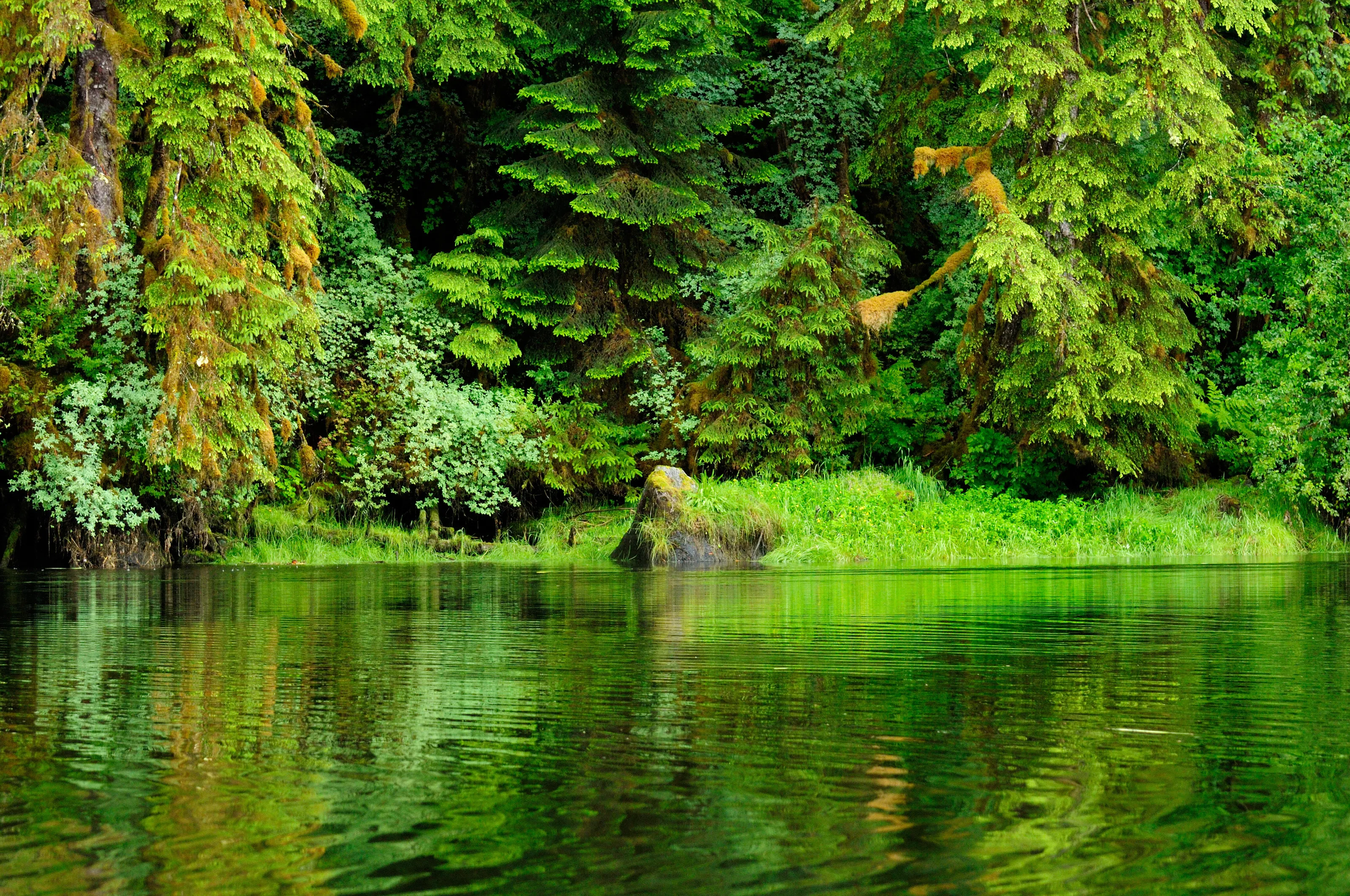 The Northern BC Rainforest where the great Spirit Bear lives.