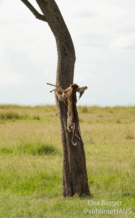 Leopard mother stashing her kill