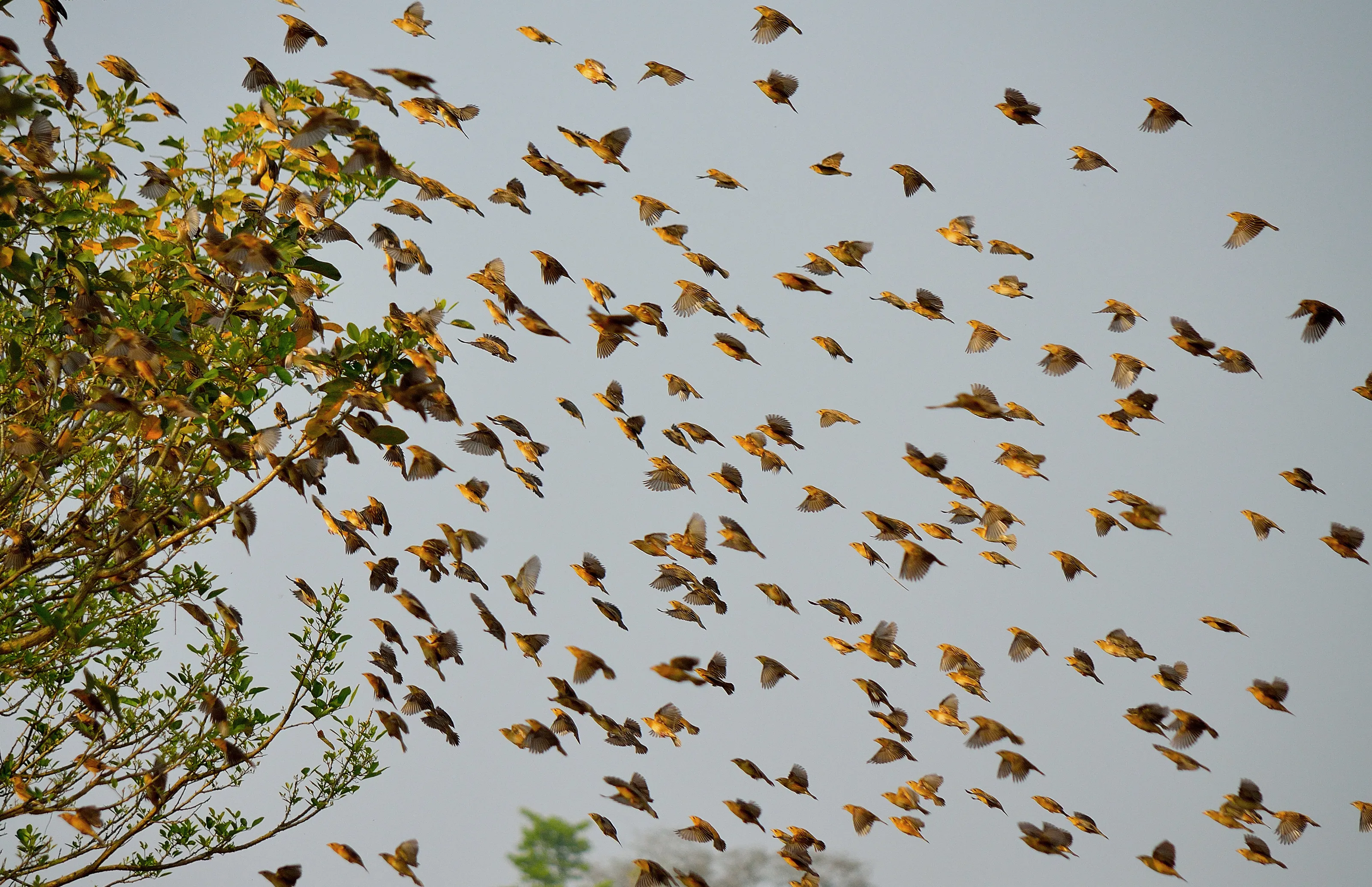 'The Baya-Weaver Storm'