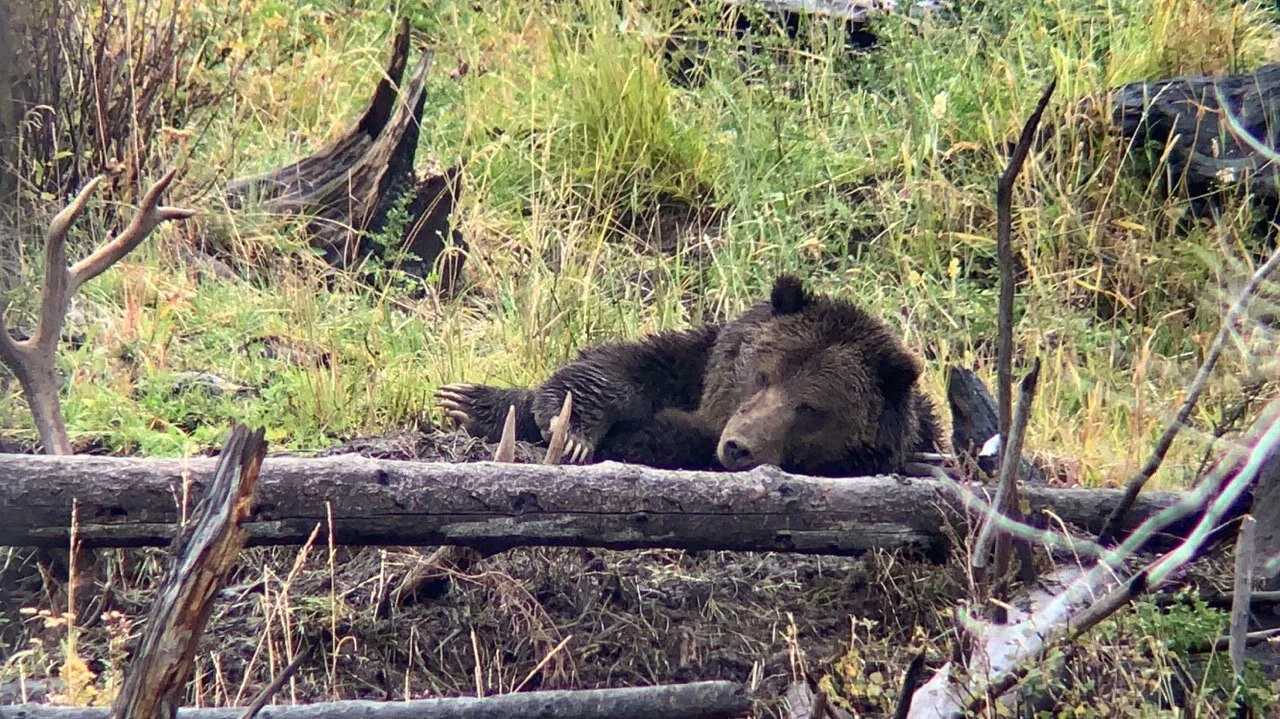 Protecting the Carcass.