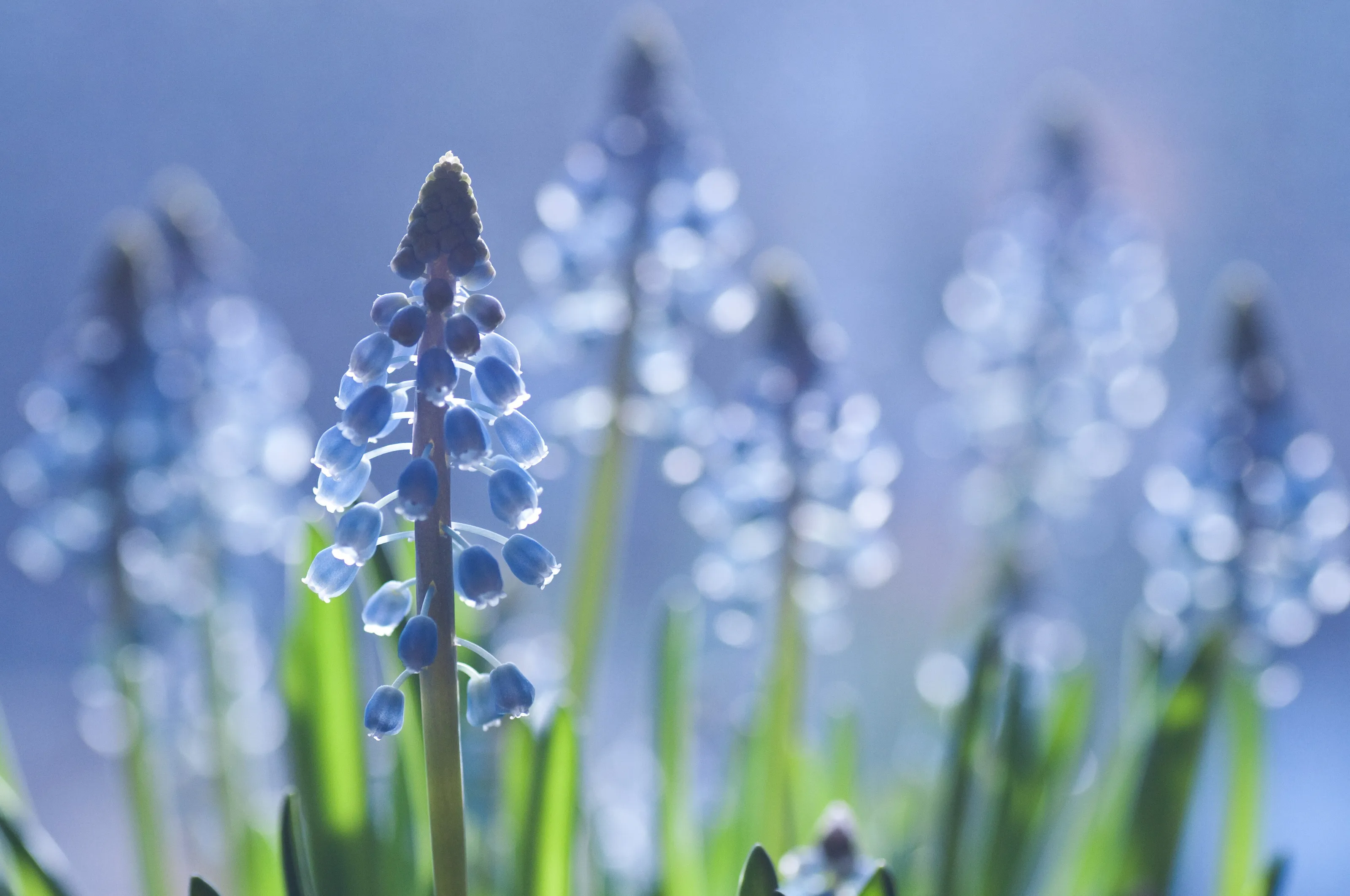 Muscari