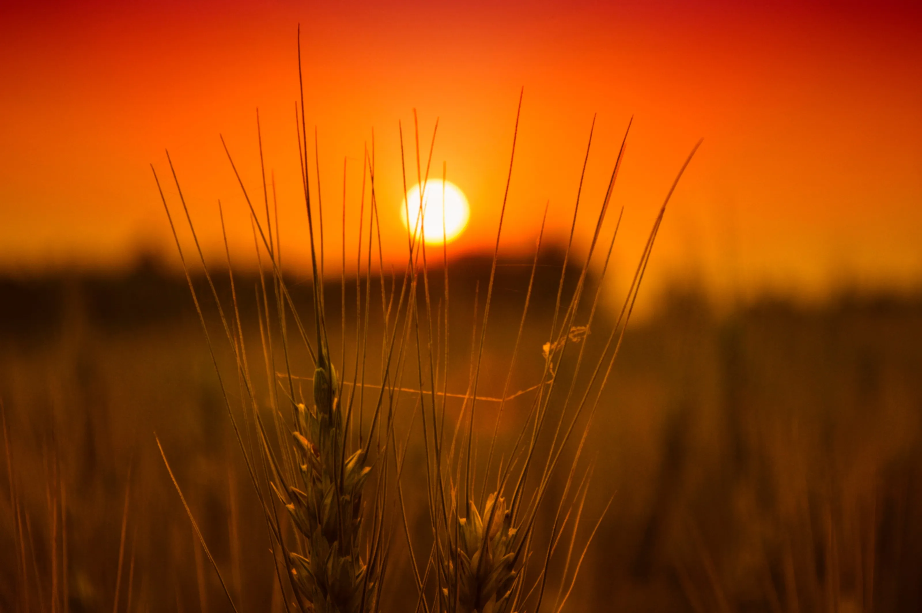 Sunset & Wheat