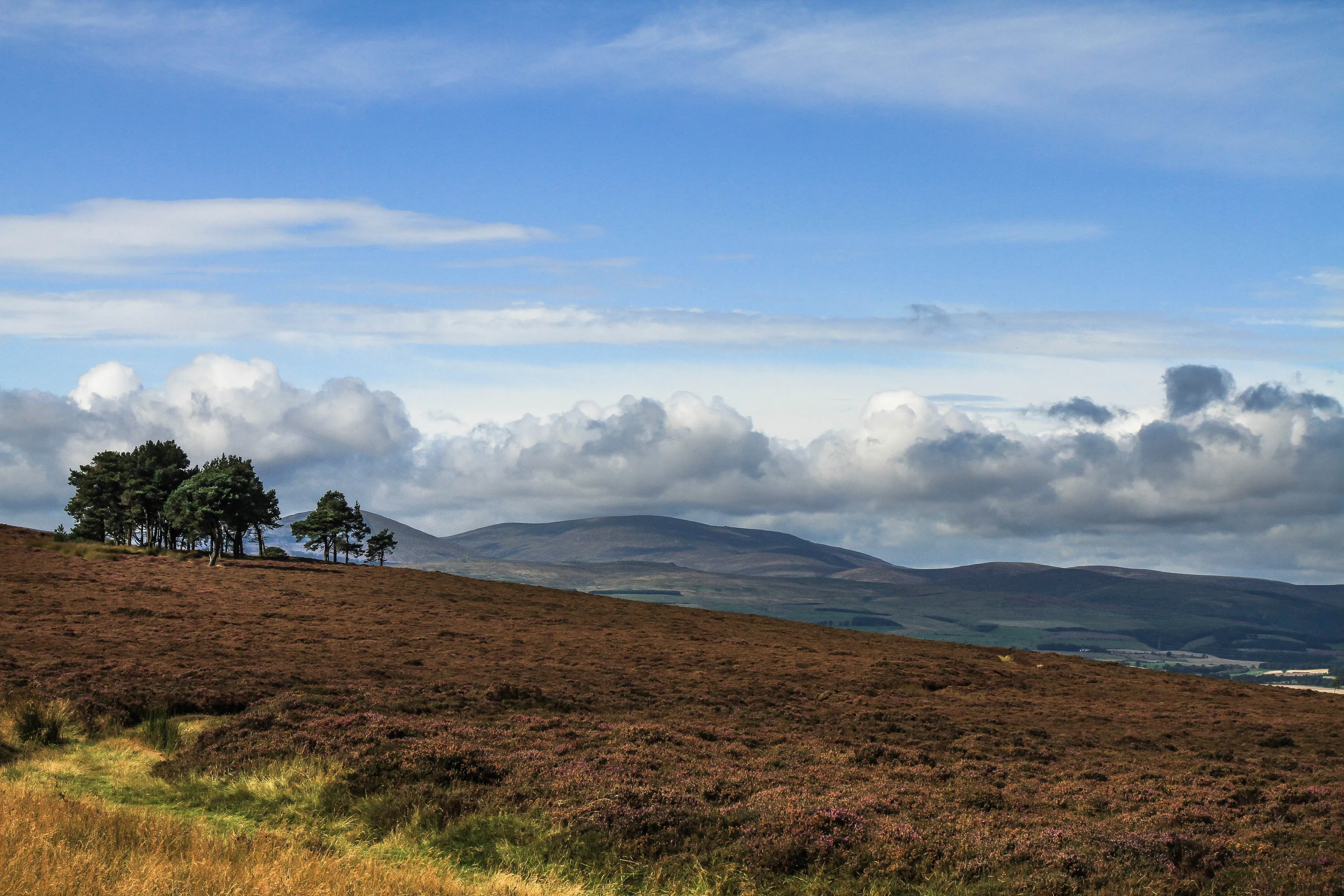 Heather For Miles