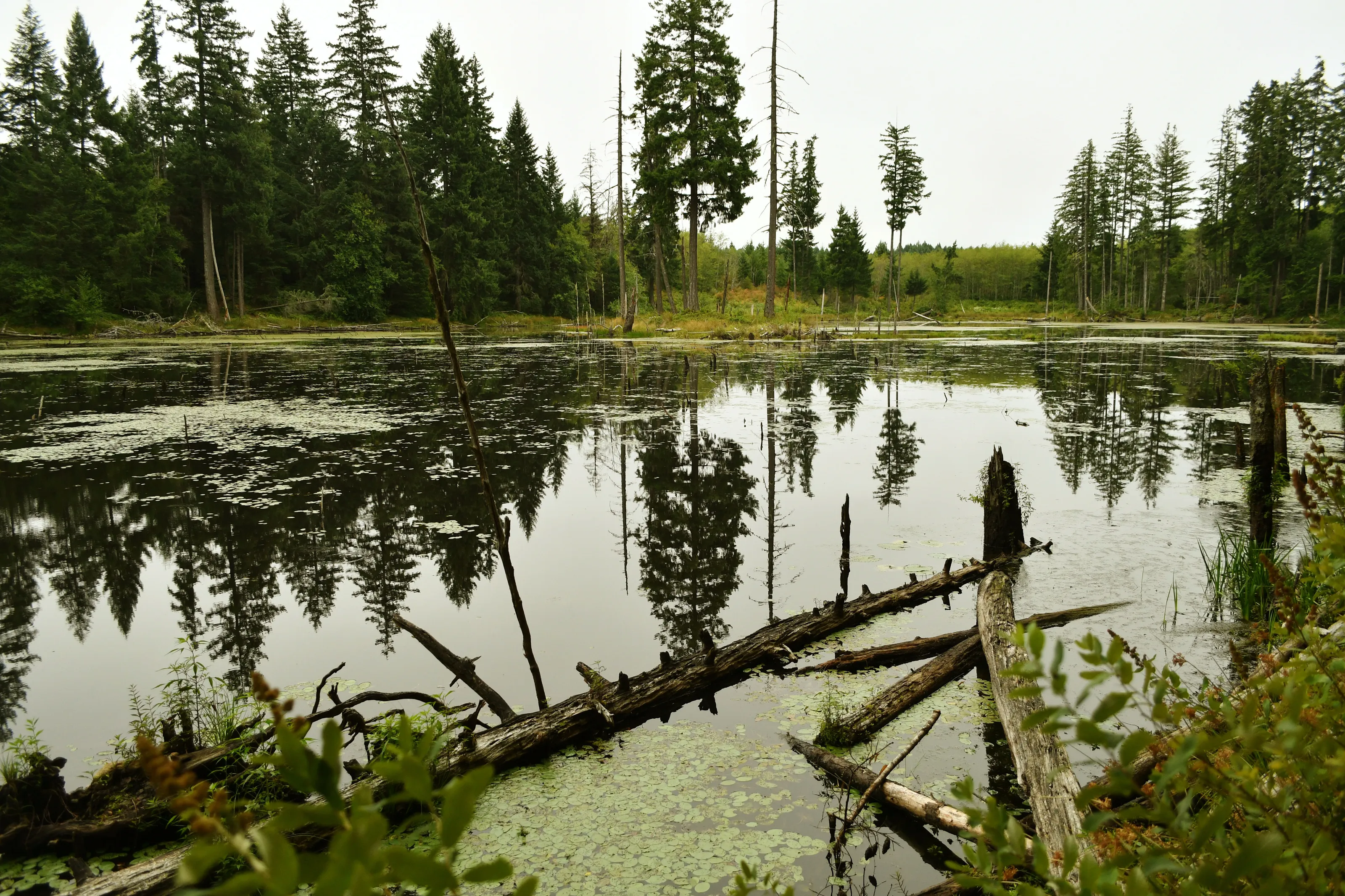 Beaver lake
