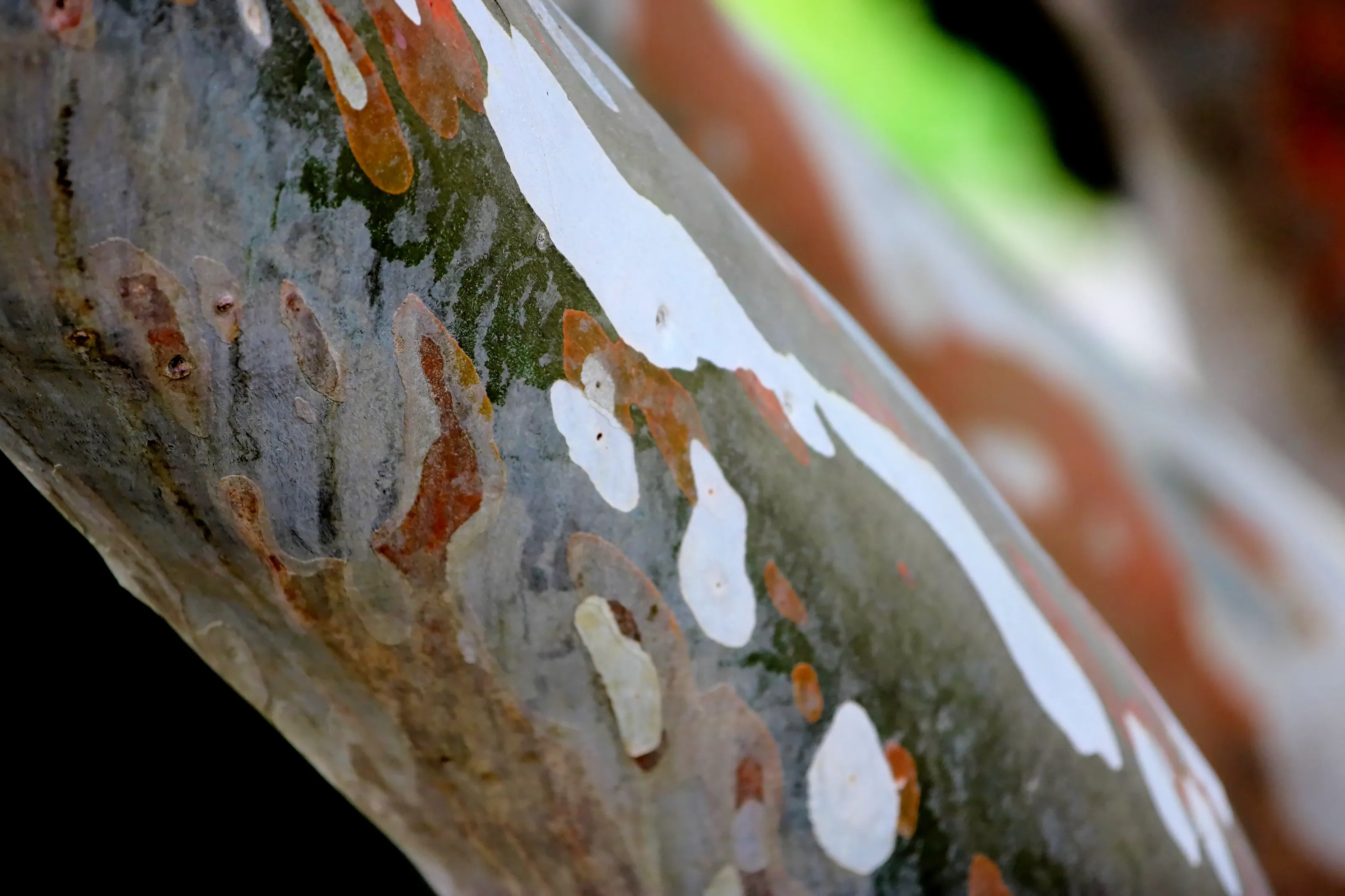 Tree Bark - Gairloch