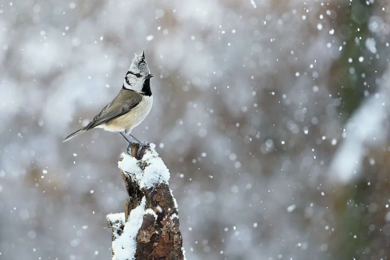 snowing