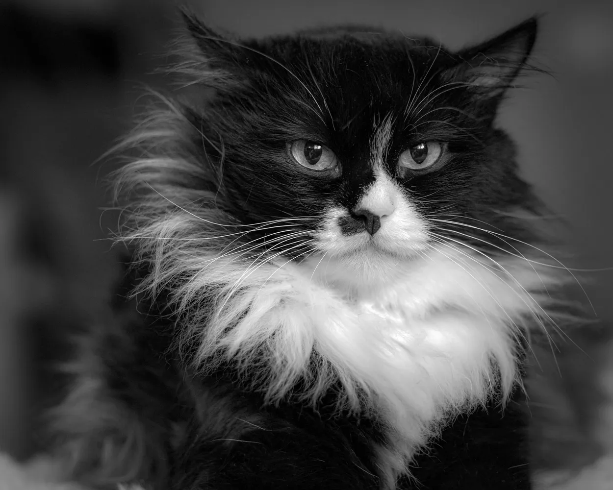 Entry 16039730