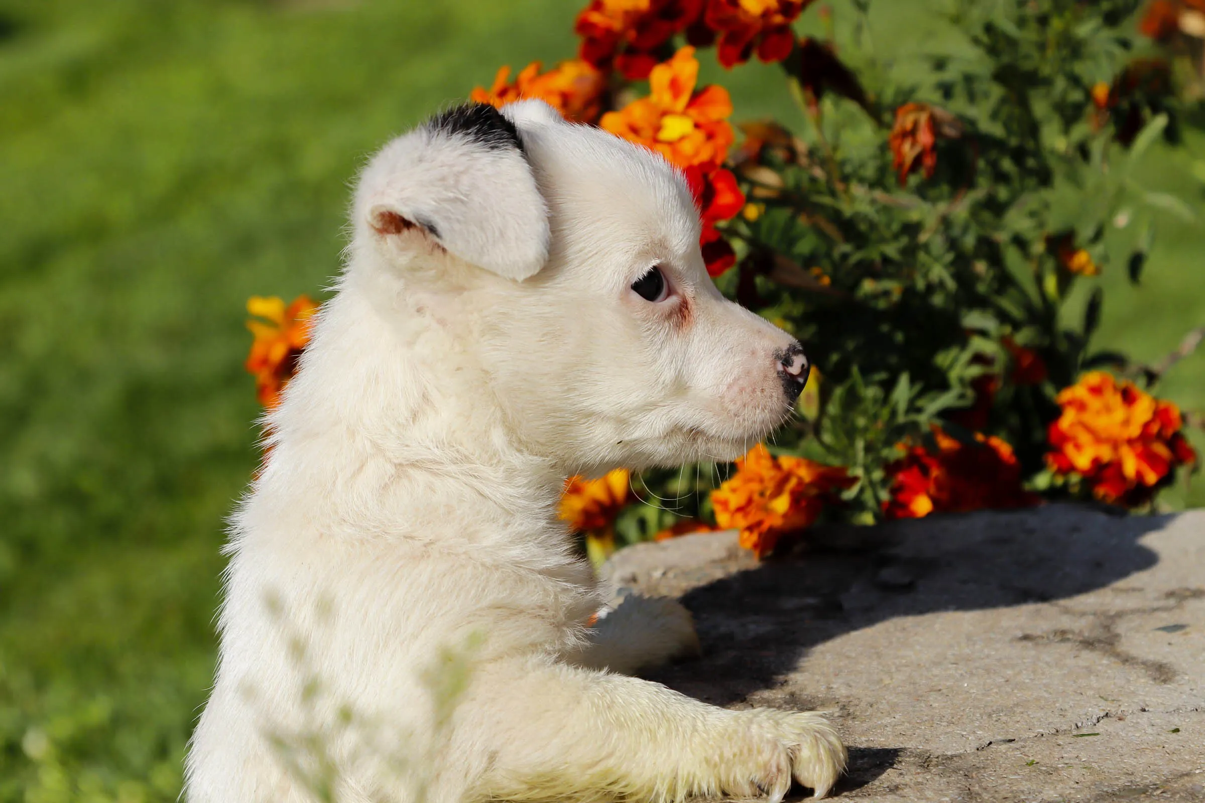 Cute puppy
