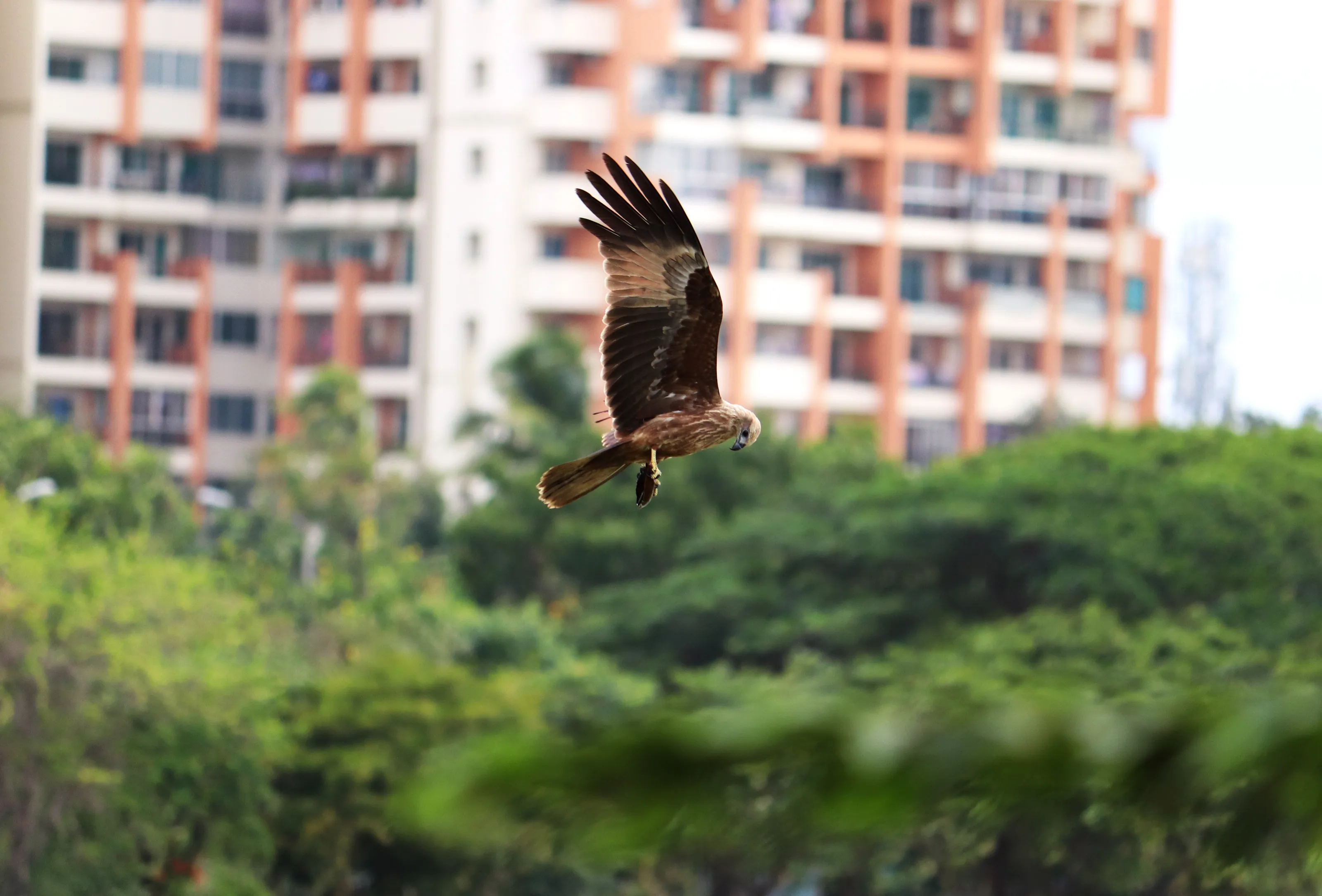 Brahminy Kite At Flight