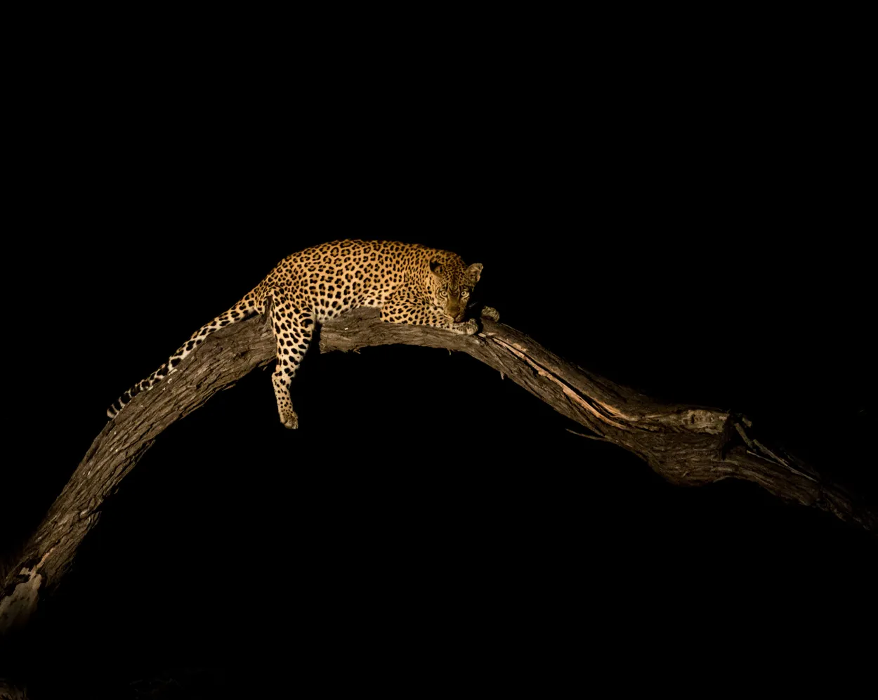 Lounging leopard