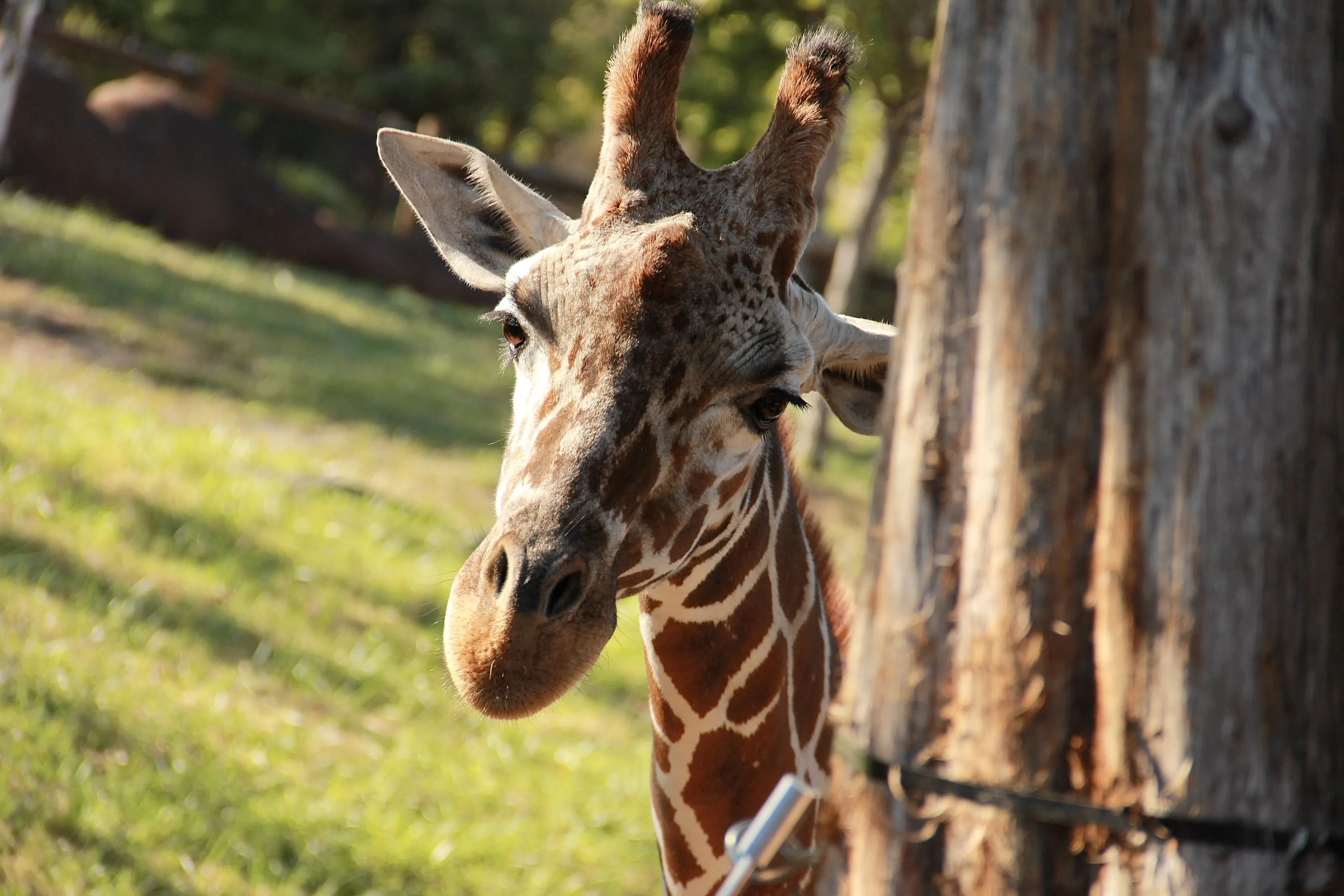 Giraffa