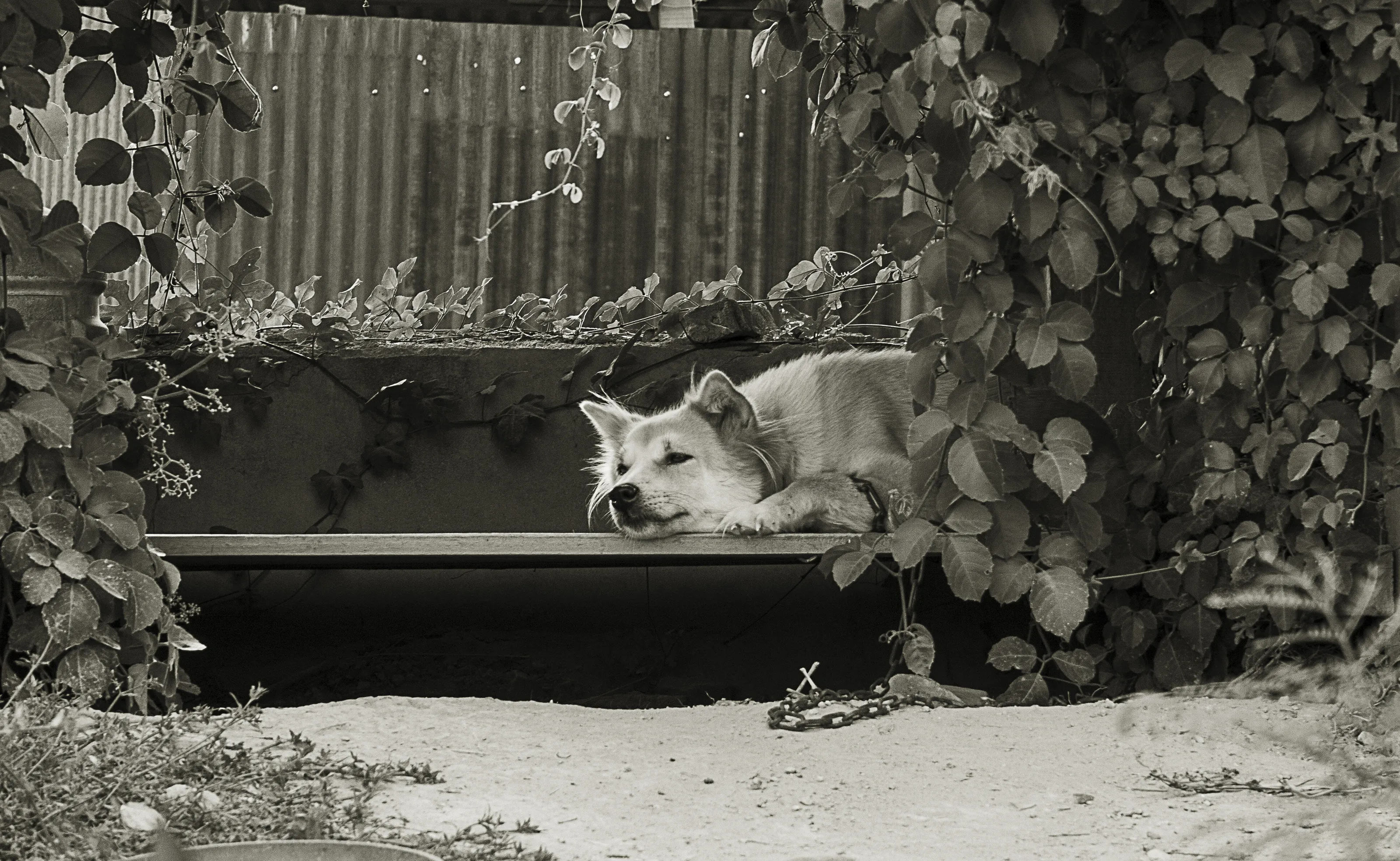 The Dog Named "Miaw"