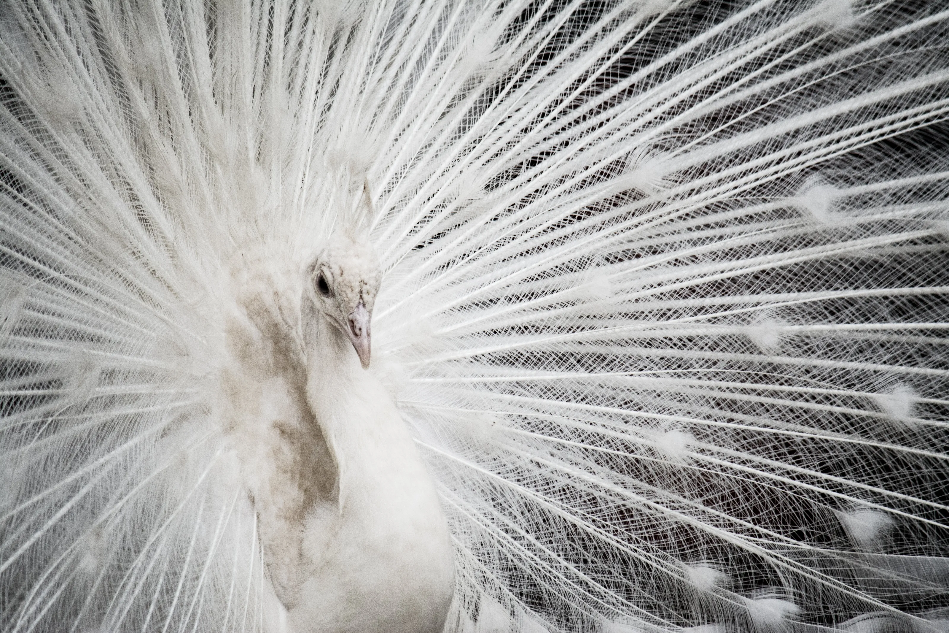 White Peacock #2
